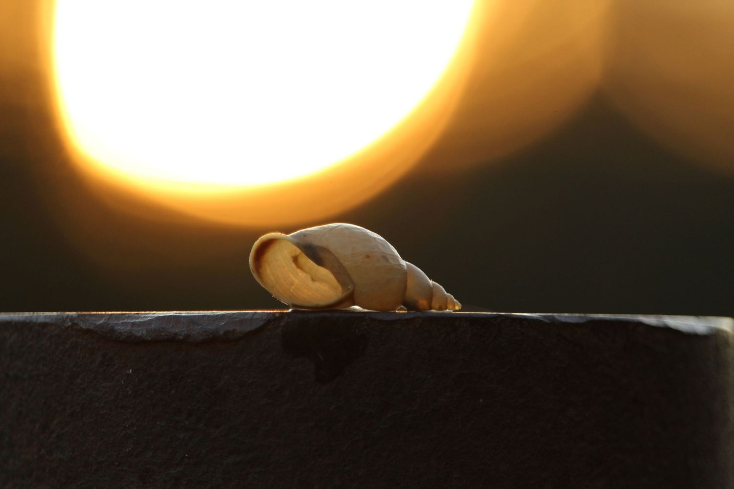 Sea shell in golden hour at Wilderness Park, AB pond