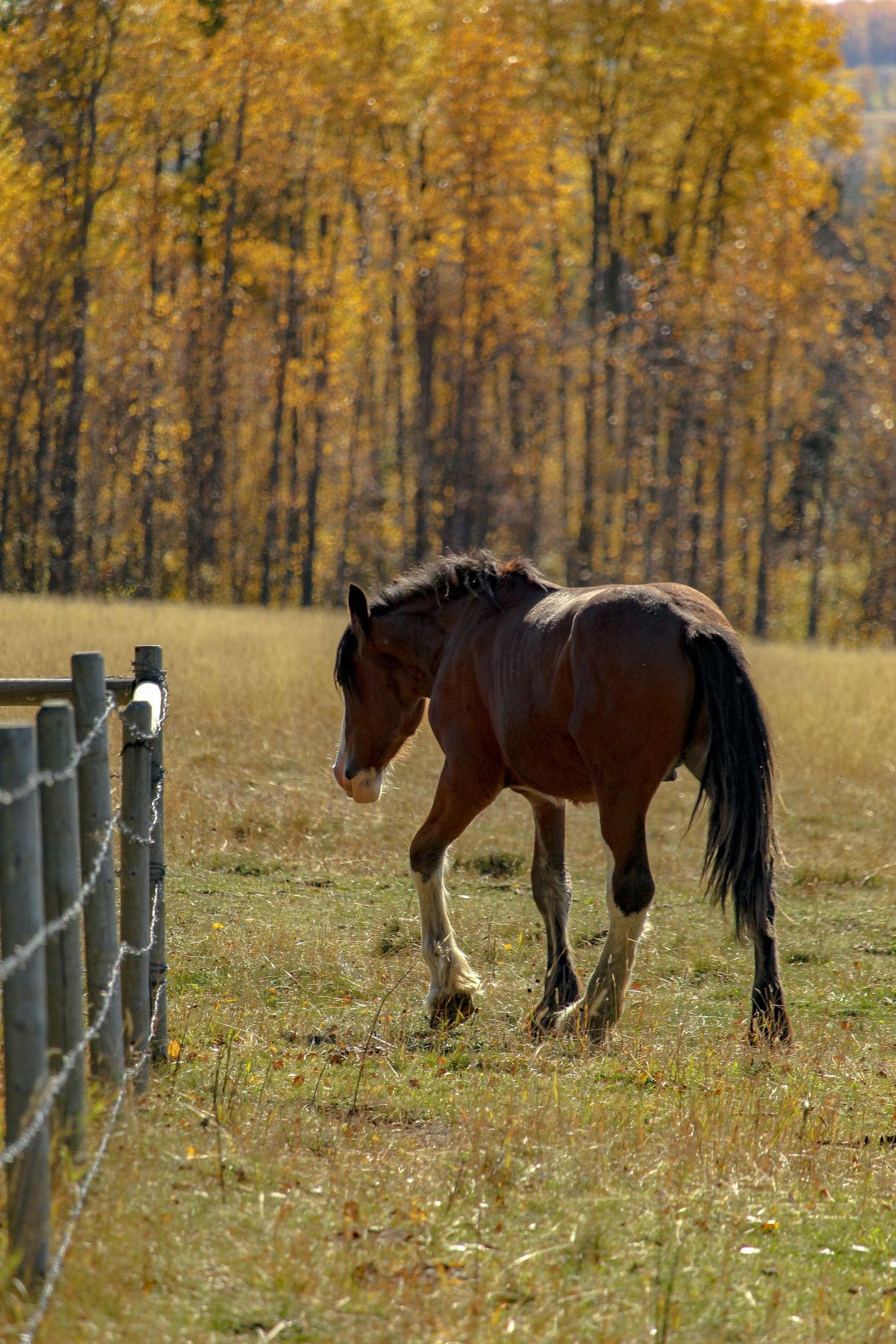 Horse walking away by fence, near Rocky Mountain House, AB