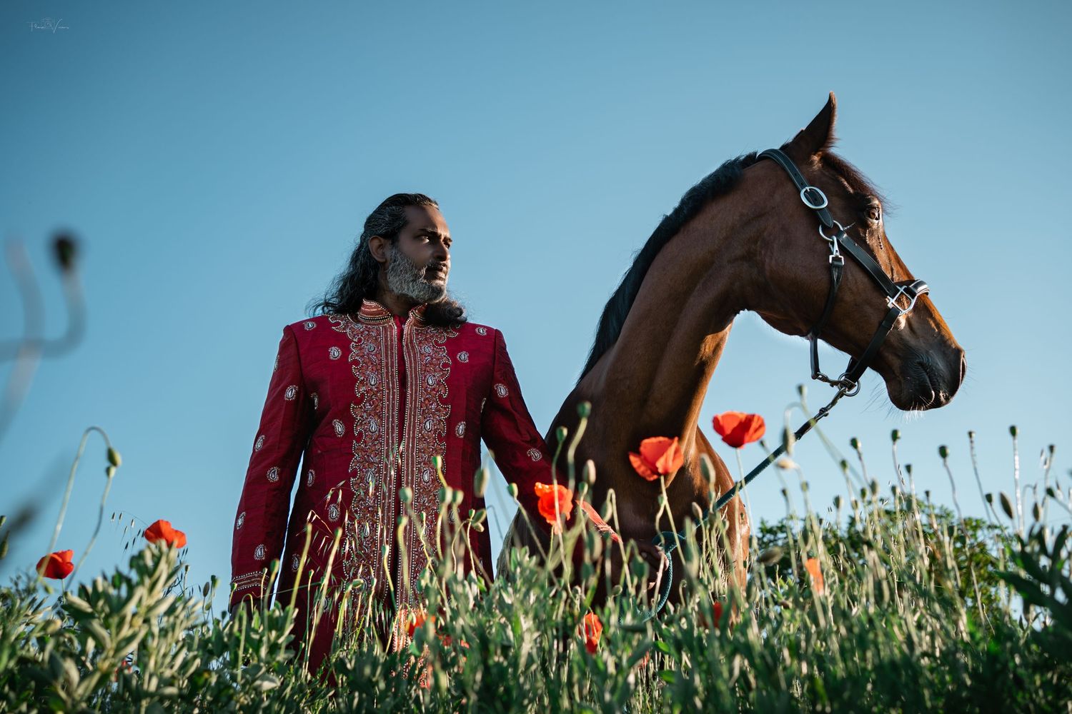 Row of horses and tulips silhouetted against a bright blue sky.