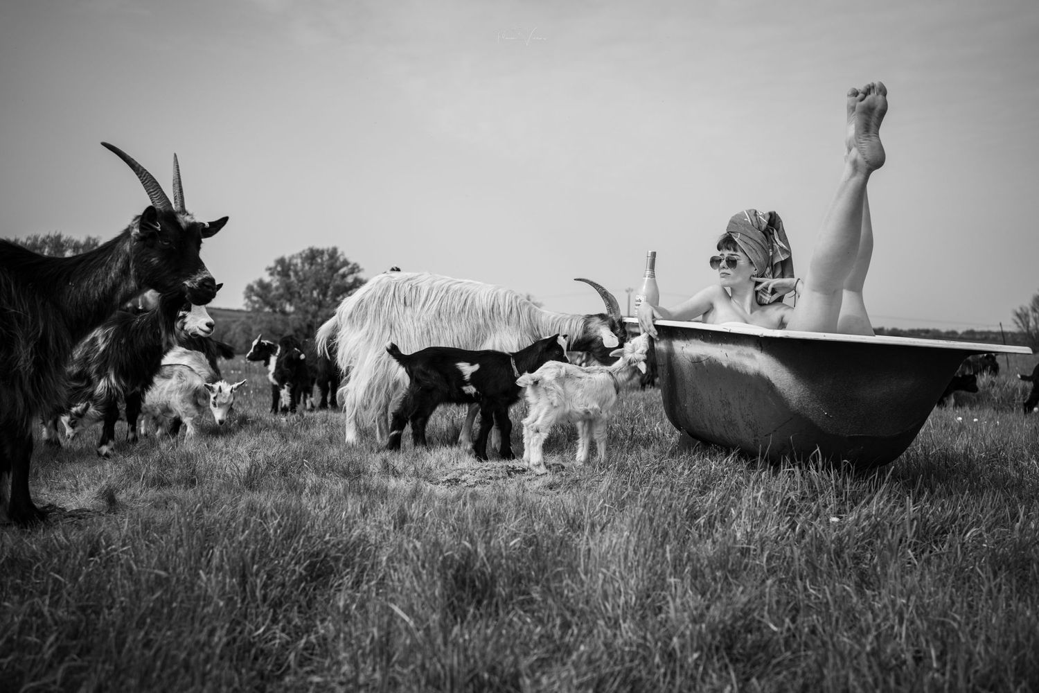 Black and white photo showing horses grazing in a field with a cloudy sky backdrop.