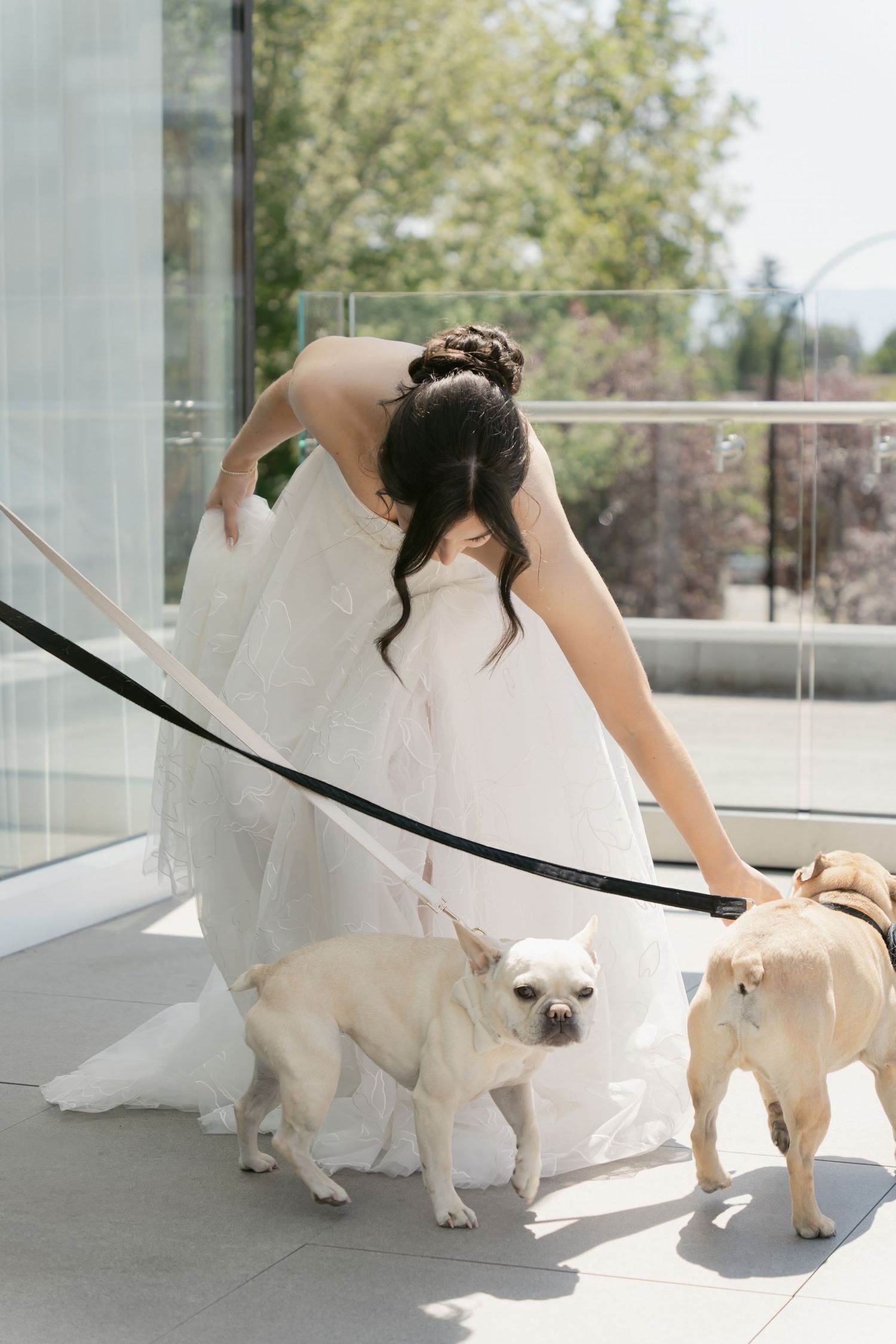 Bride in white wedding dress playing with dogs in modern bright interior space.
