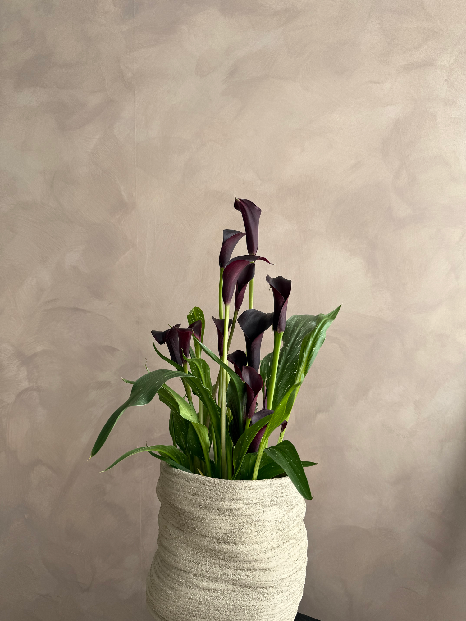Purple calla lilies arranged in textured white ceramic vase against beige wall.