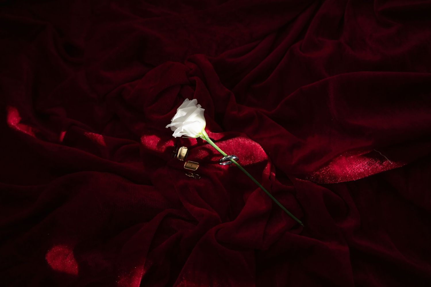 Red rose petals scattered on a dark surface create a romantic and moody atmosphere.