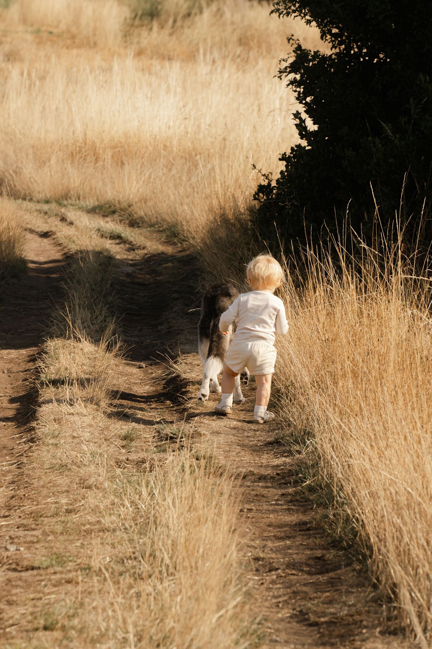 A small white dog walks along a dirt path bordered by tall golden grass in a natural setting.