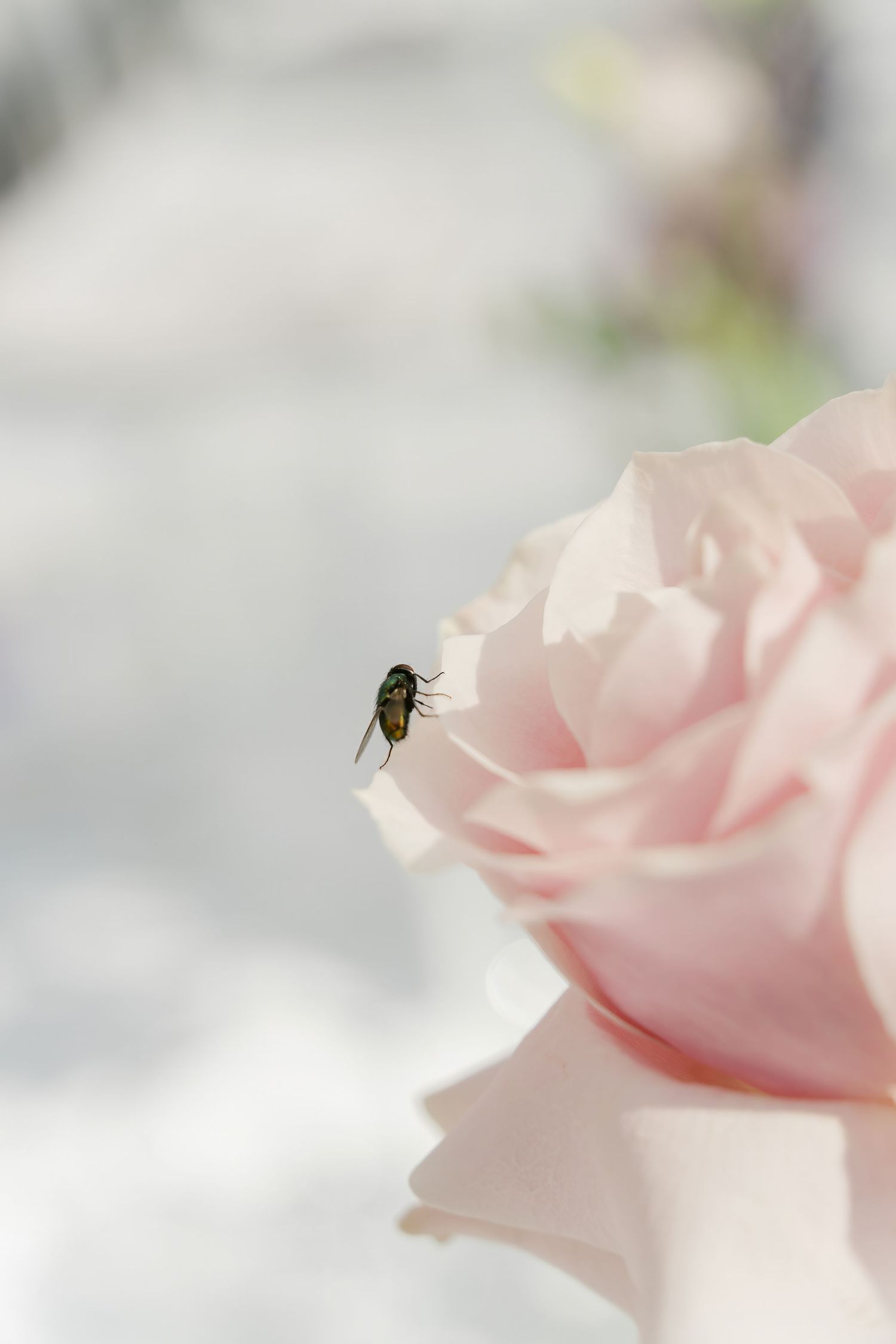 A small insect rests on a delicate pink rose petal in soft ethereal lighting with blurred background.