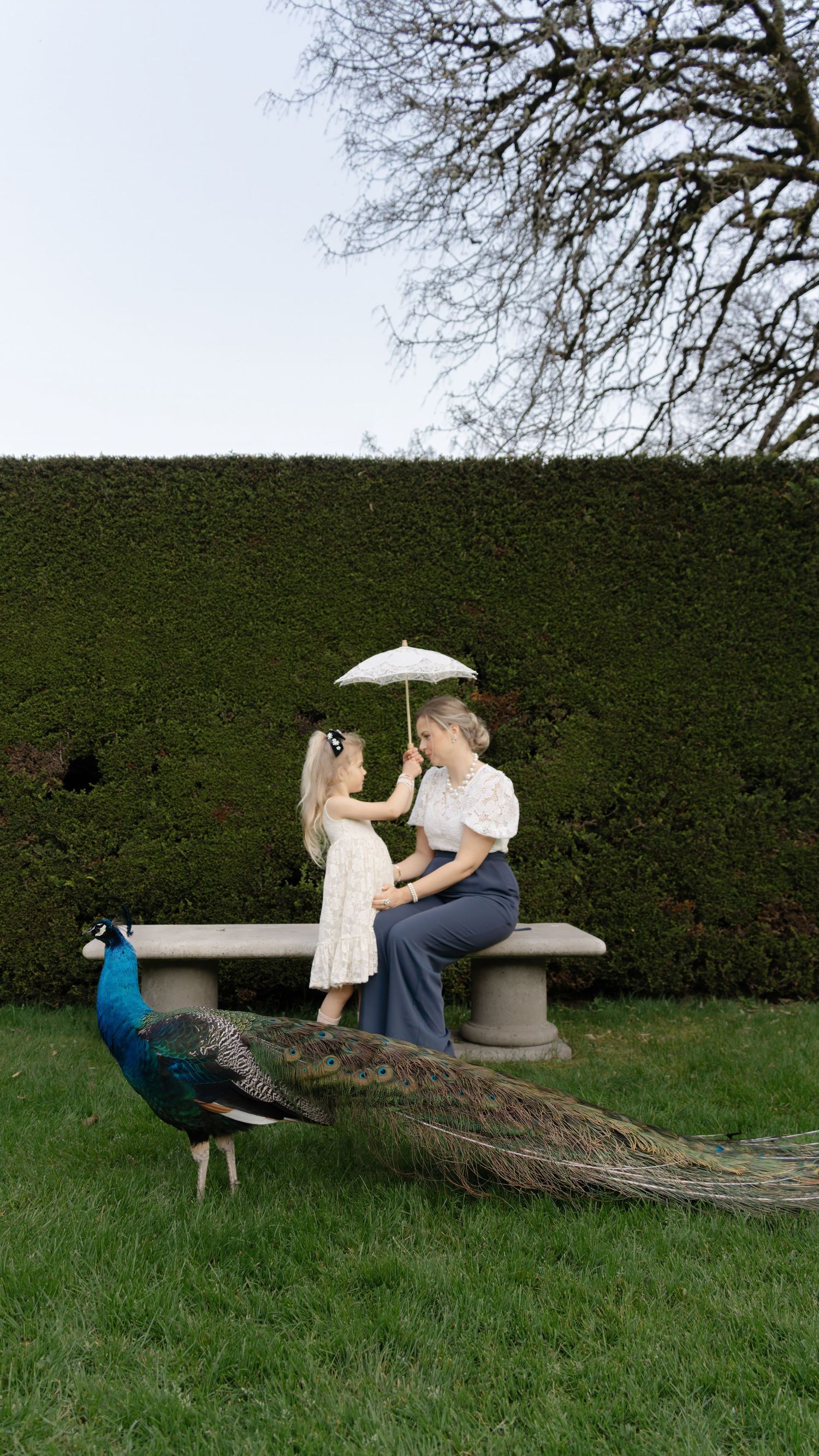 White umbrella resting on a stone ledge with a peacock in a garden setting.