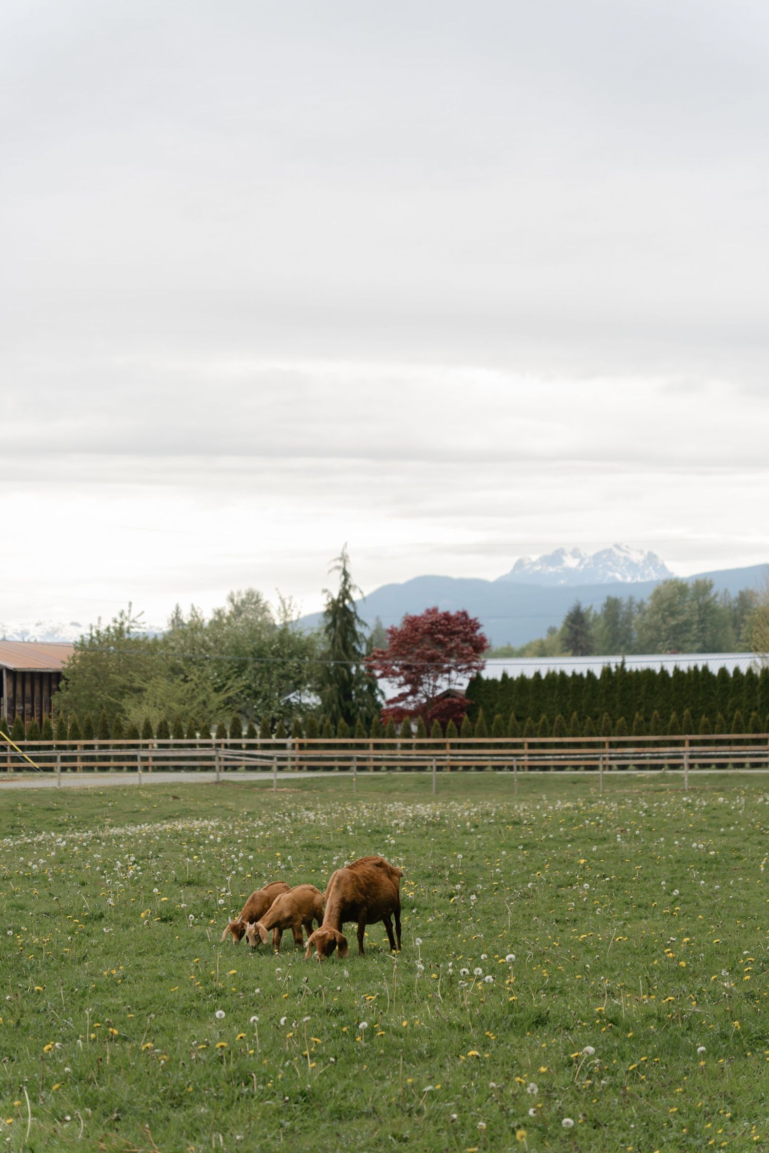 Brown horses grazing in green pasture with mountain landscape and cloudy sky.