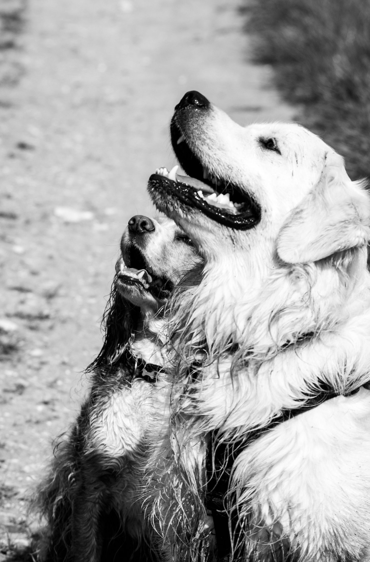 Do13y Photography photo of a dog.