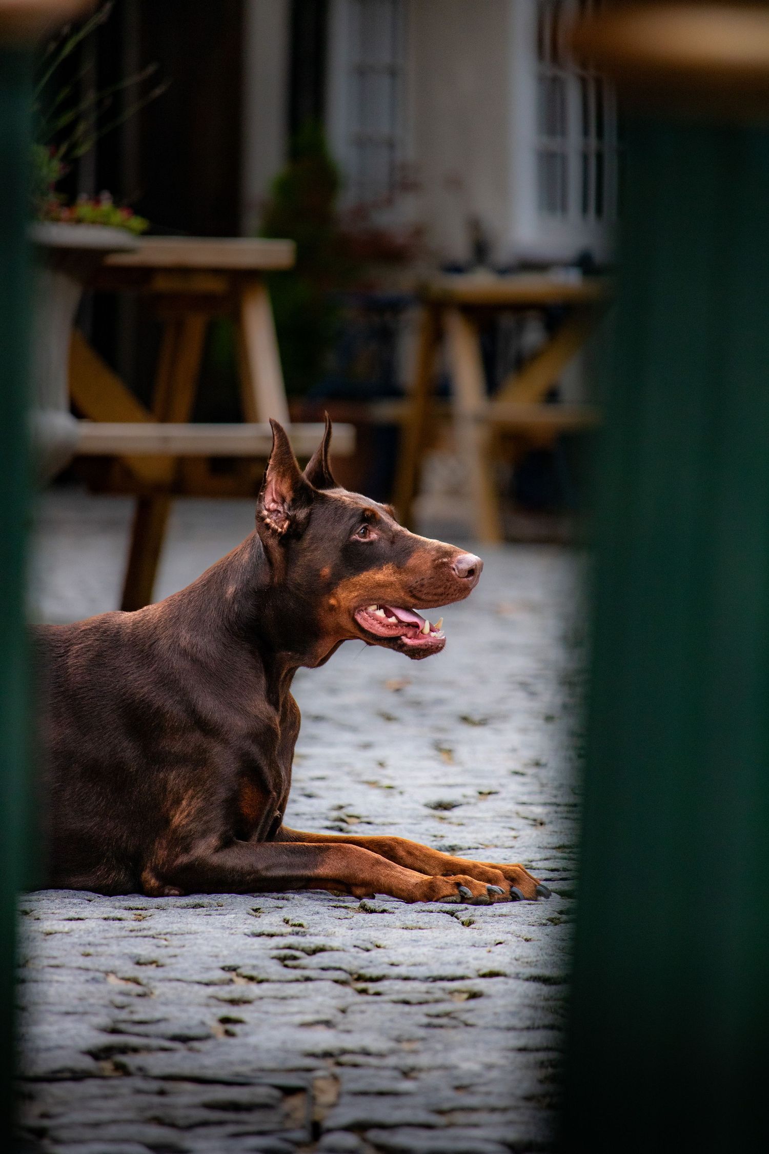 Do13y Photography photo of a dog.