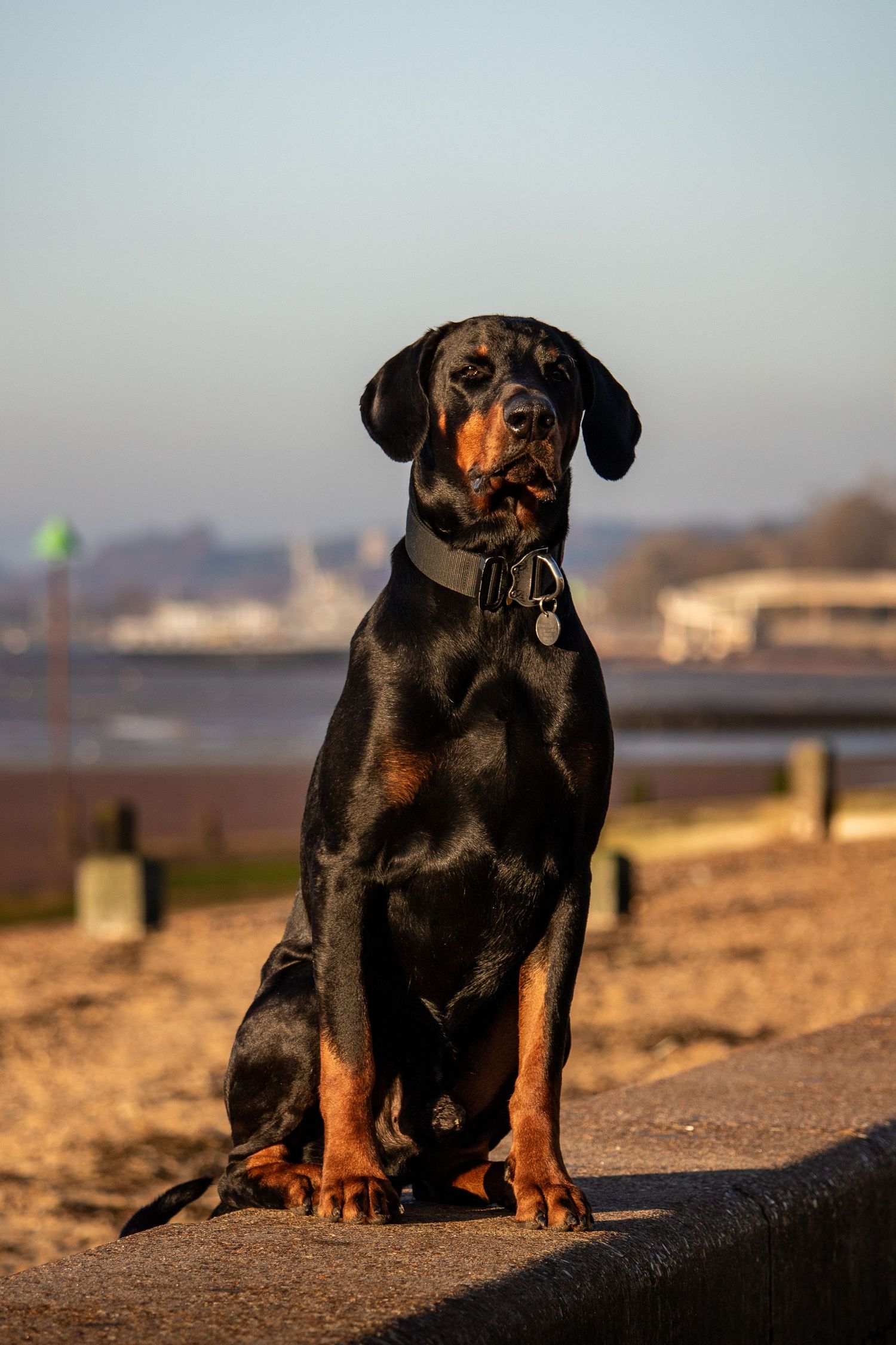 Do13y Photography photo of a dog.