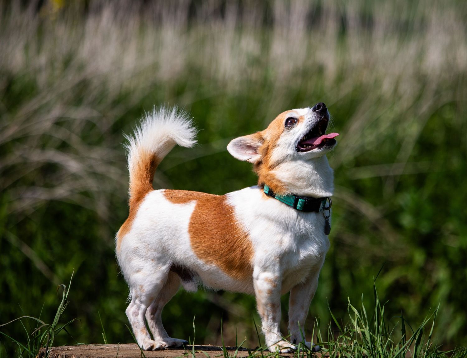 Do13y Photography photo of a dog.