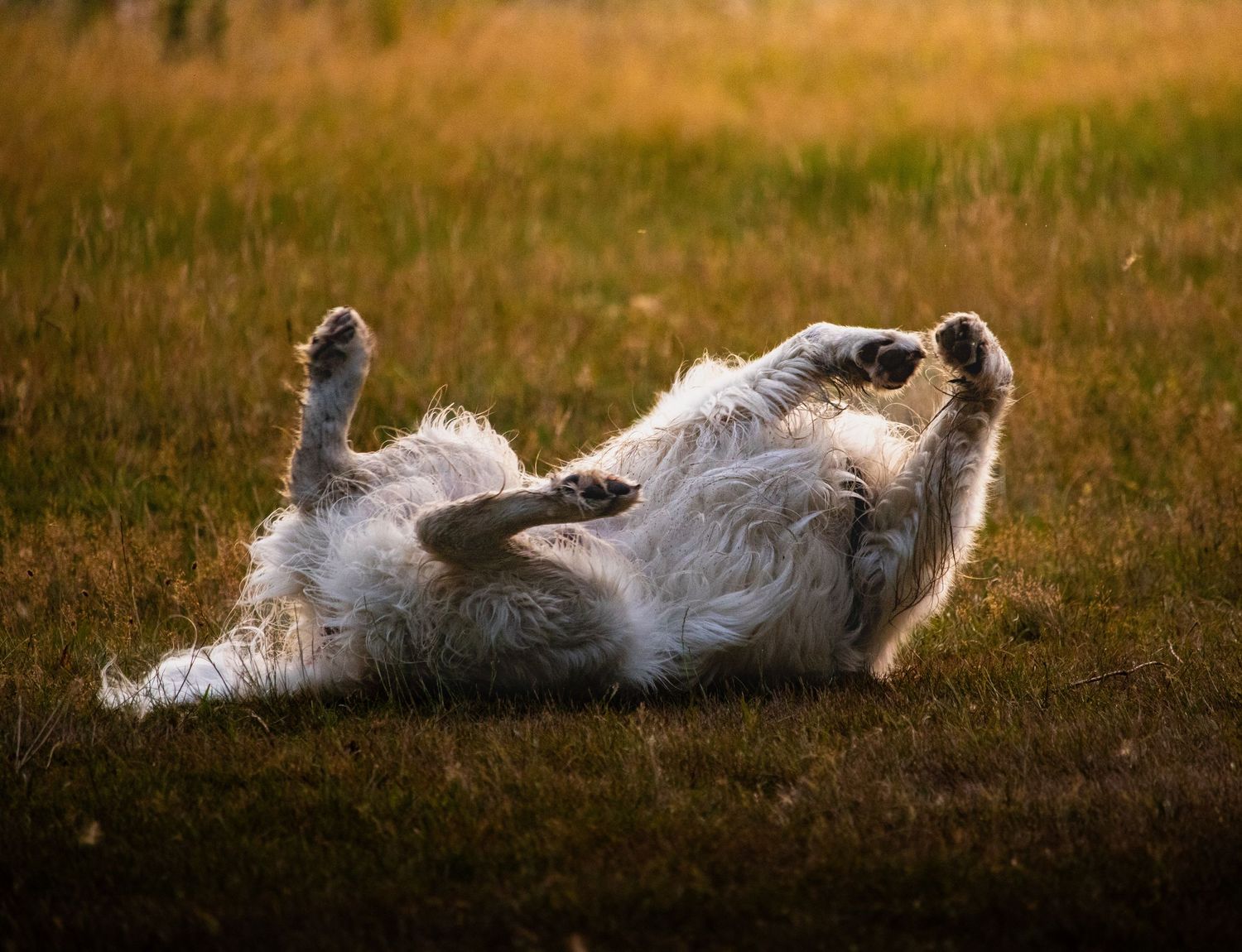Do13y Photography photo of a dog.