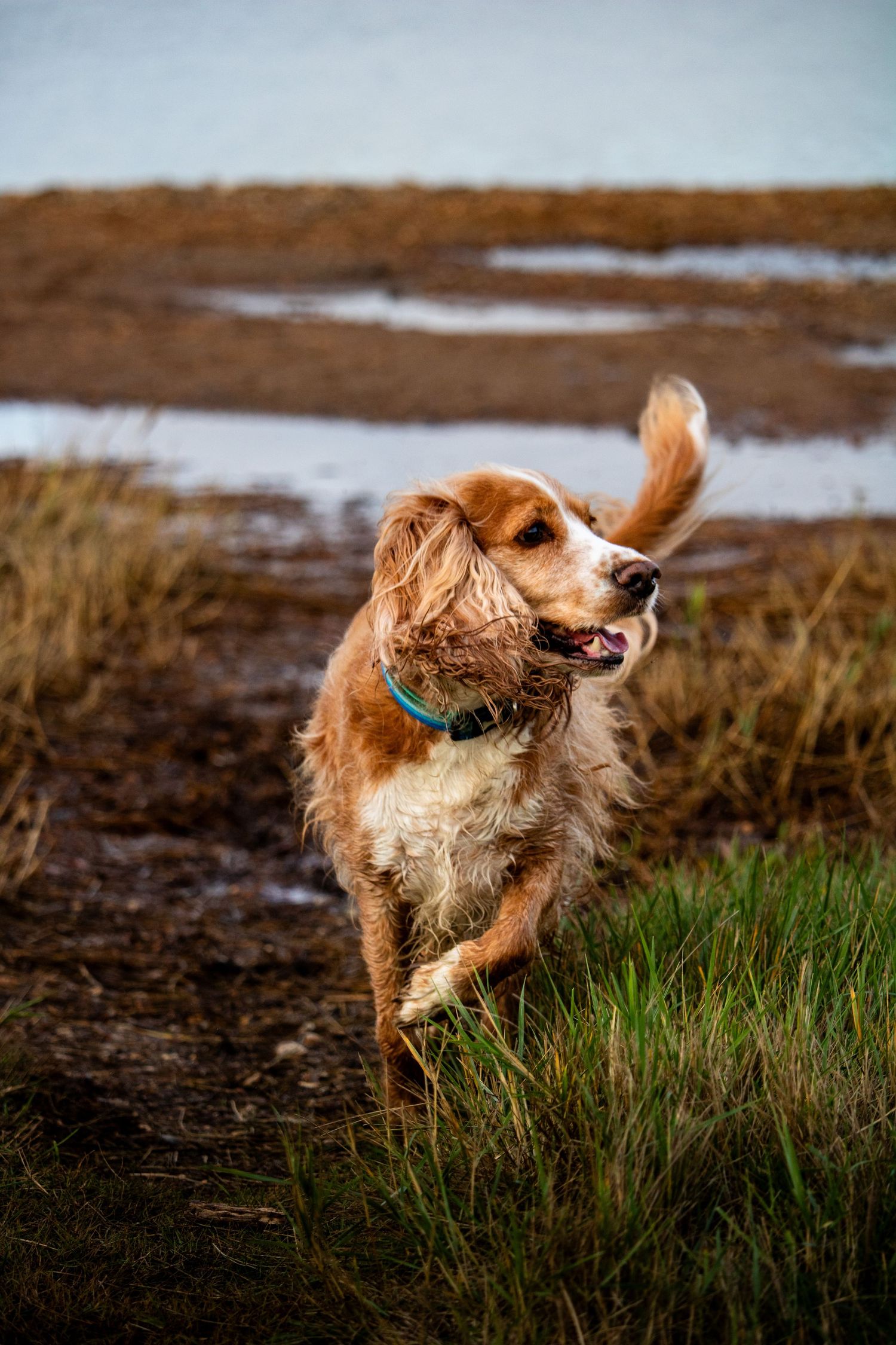 Do13y Photography photo of a dog.