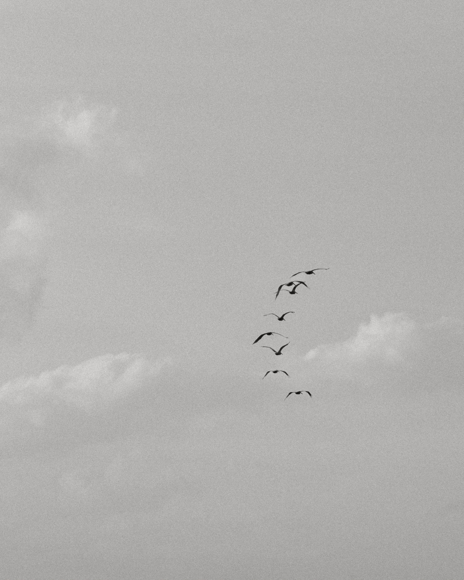 Minimal black and white photograph of birds flying through a cloudy sky.
