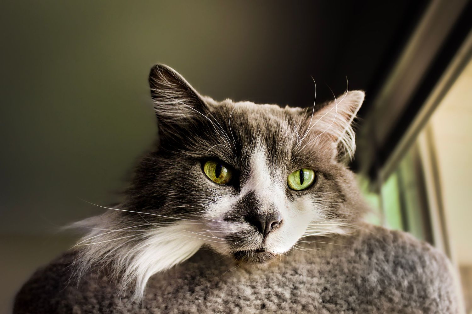 Close up portrait of gray and white cat with striking green eyes.
