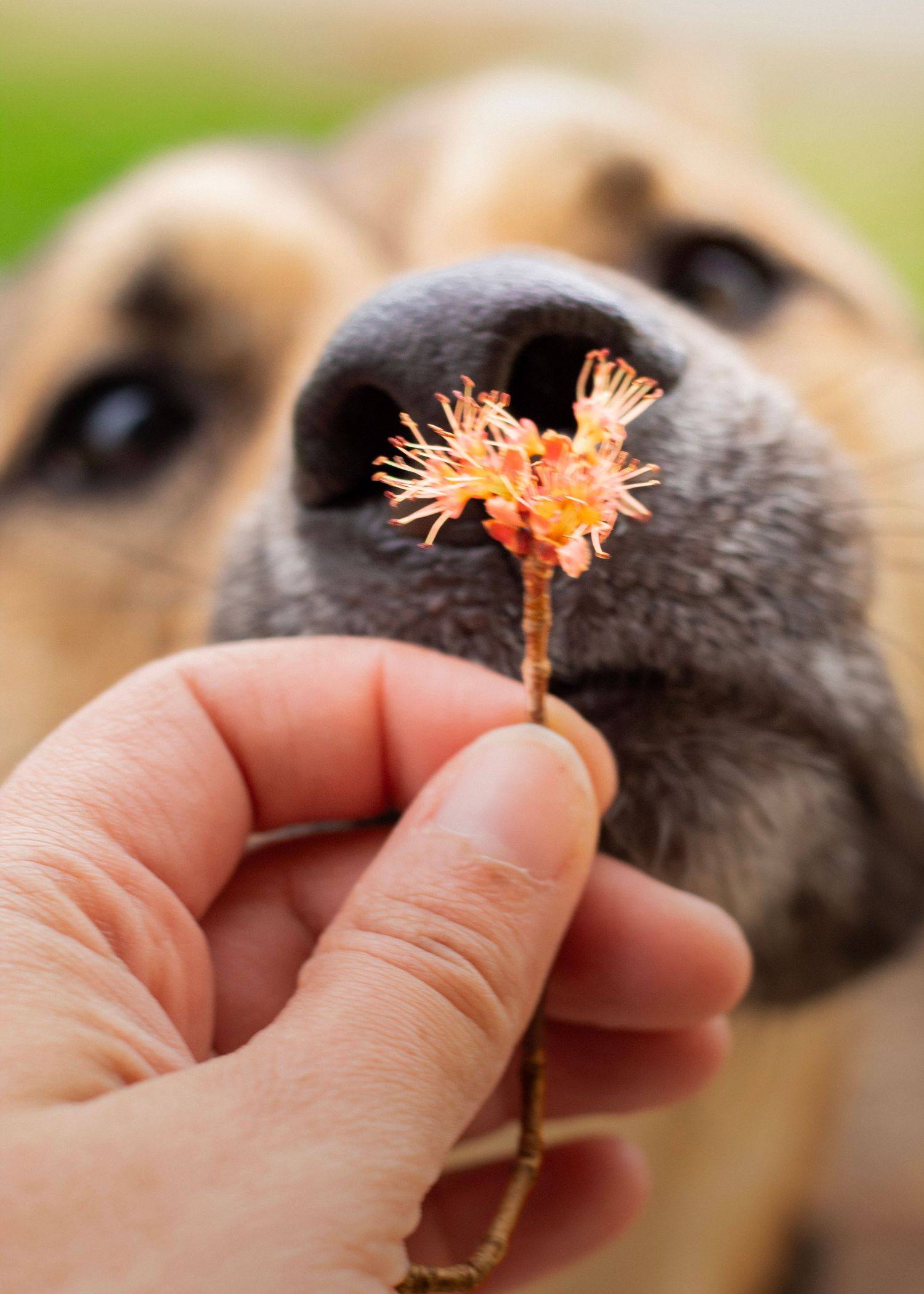 A dog sniffs a small orange flower held by a human hand in a close-up outdoor photo.