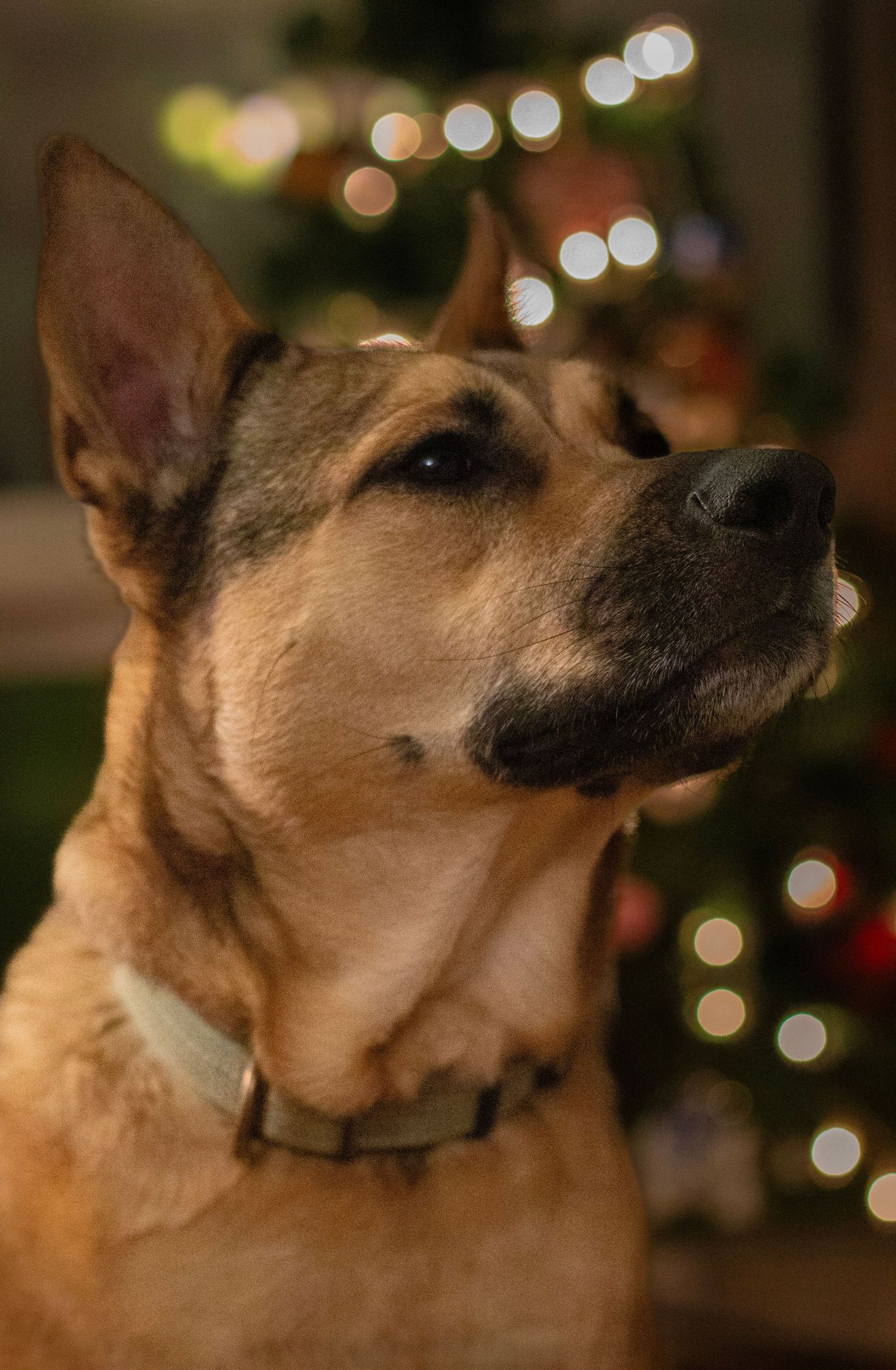 A majestic German Shepherd dog wearing a collar gazes upward with bokeh Christmas tree lights glowing in the background.