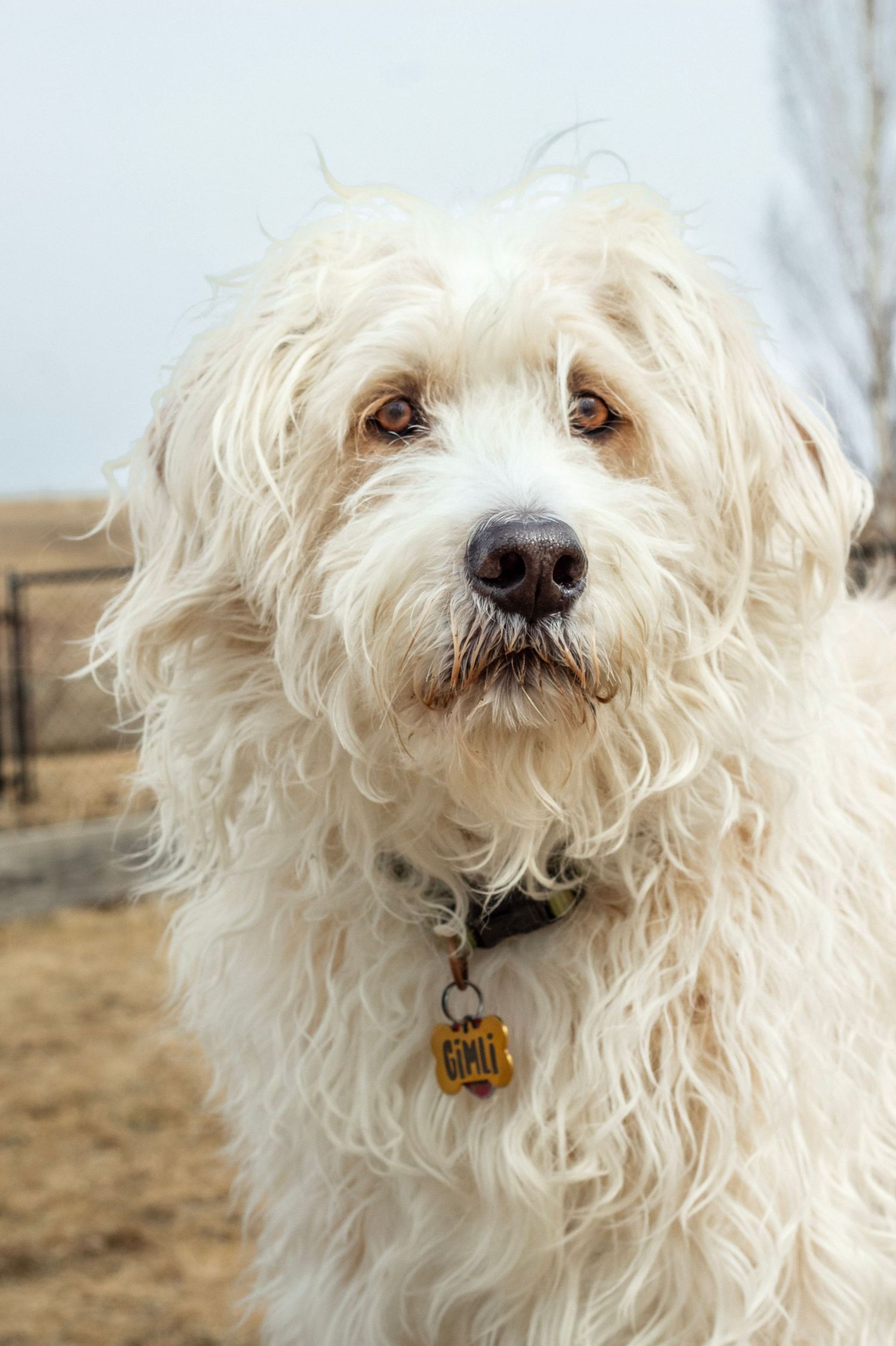 Fluffy white Goldendoodle dog with curly fur and a gold tag collar posing outdoors in a rural setting.