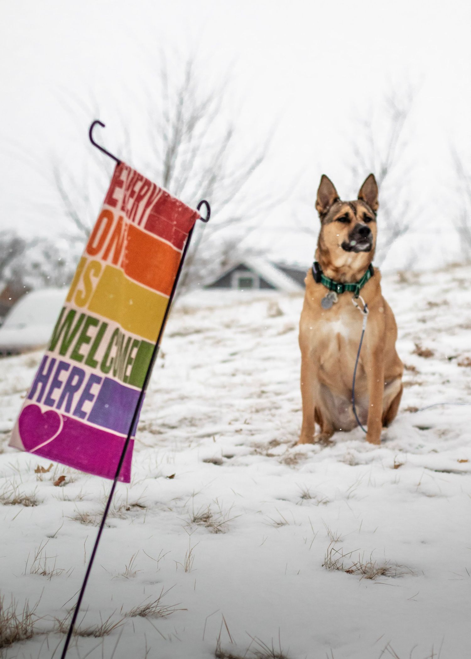 A tan dog sits in snow beside a colorful rainbow 'Everyone Is Welcome Here' garden flag outdoors.