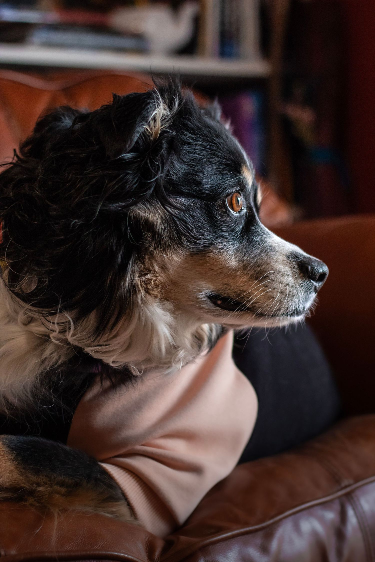 A tricolor Australian Shepherd dog resting on a brown leather sofa, gazing thoughtfully to the side in a cozy home.