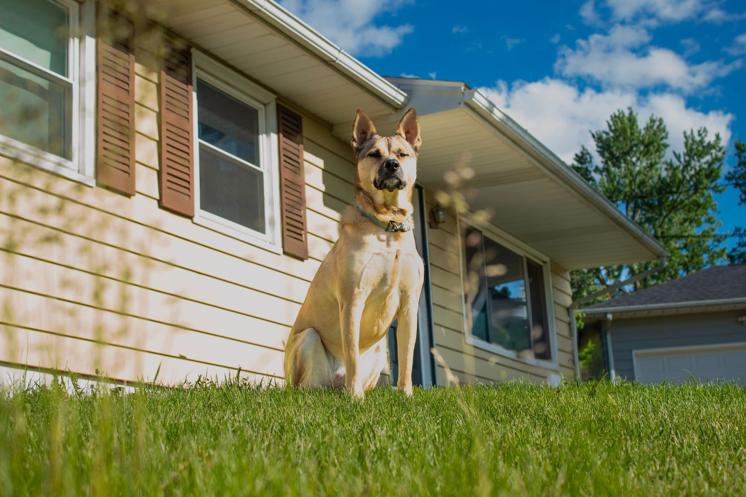 Dog looking out from the porch of a white sided house on a sunny day.
