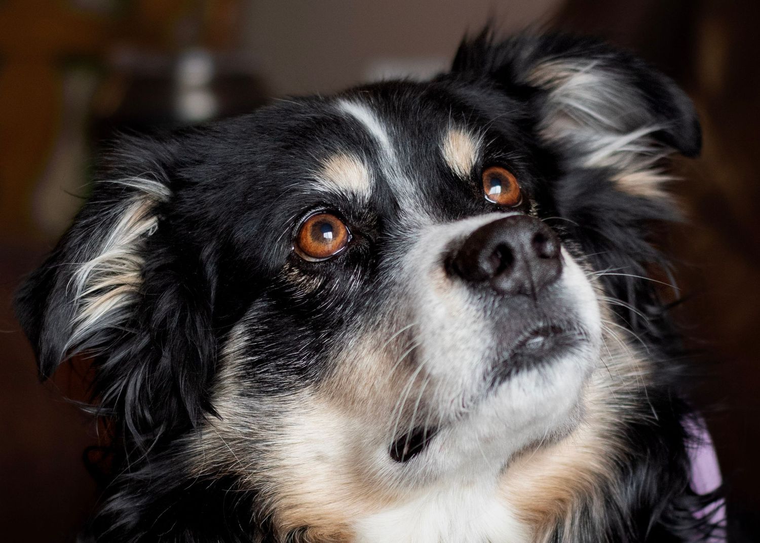 Close-up portrait of a black and white Border Collie with warm brown eyes looking upward attentively.