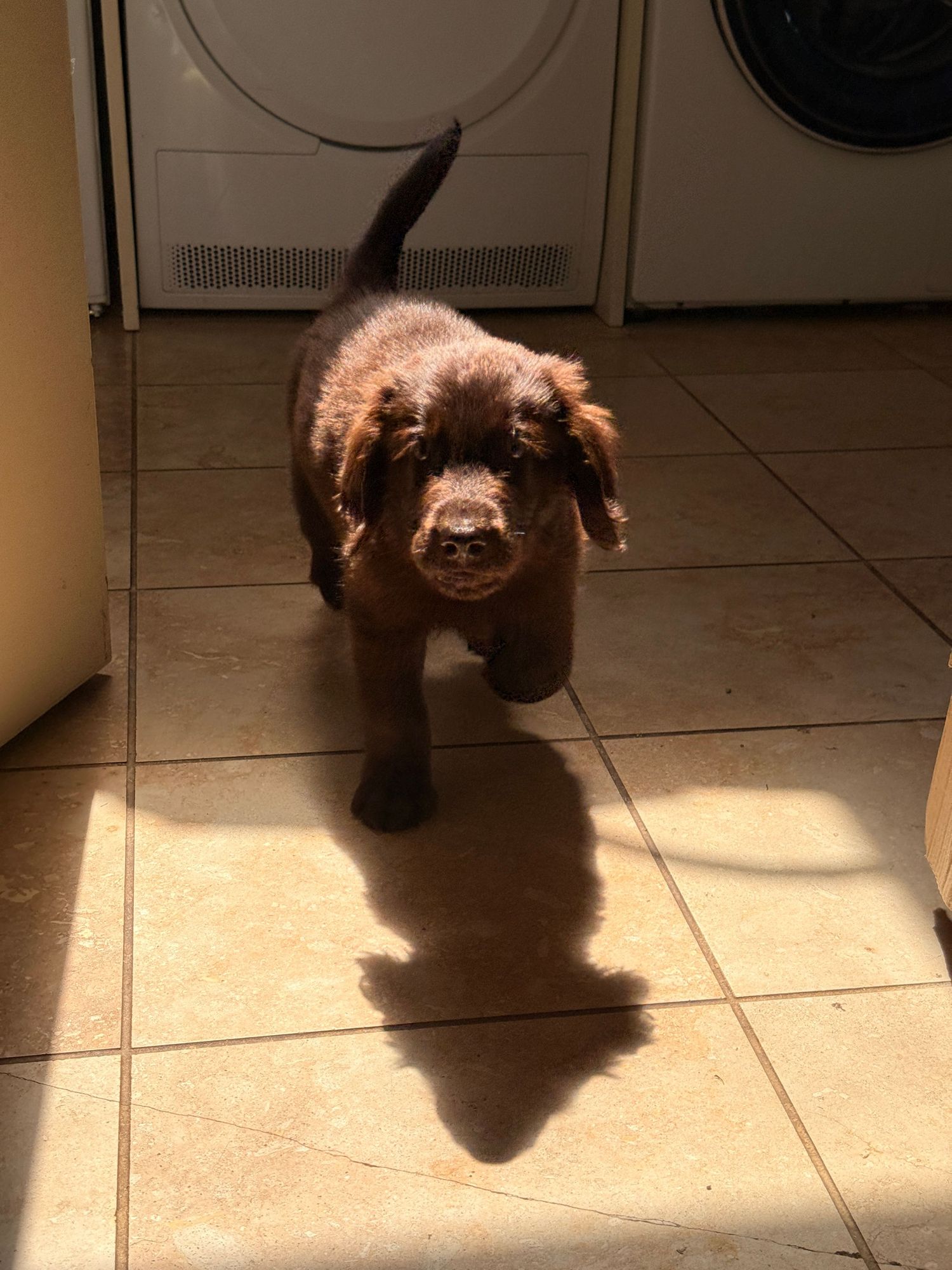 Chocolate Labrador puppy standing on beige tile floor in laundry room with washer and dryer in background.