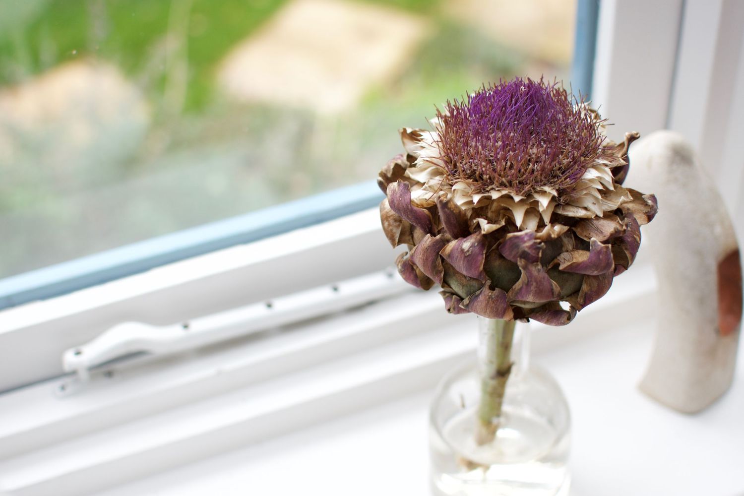 Dried purple artichoke flower displayed in a glass vase near a window.