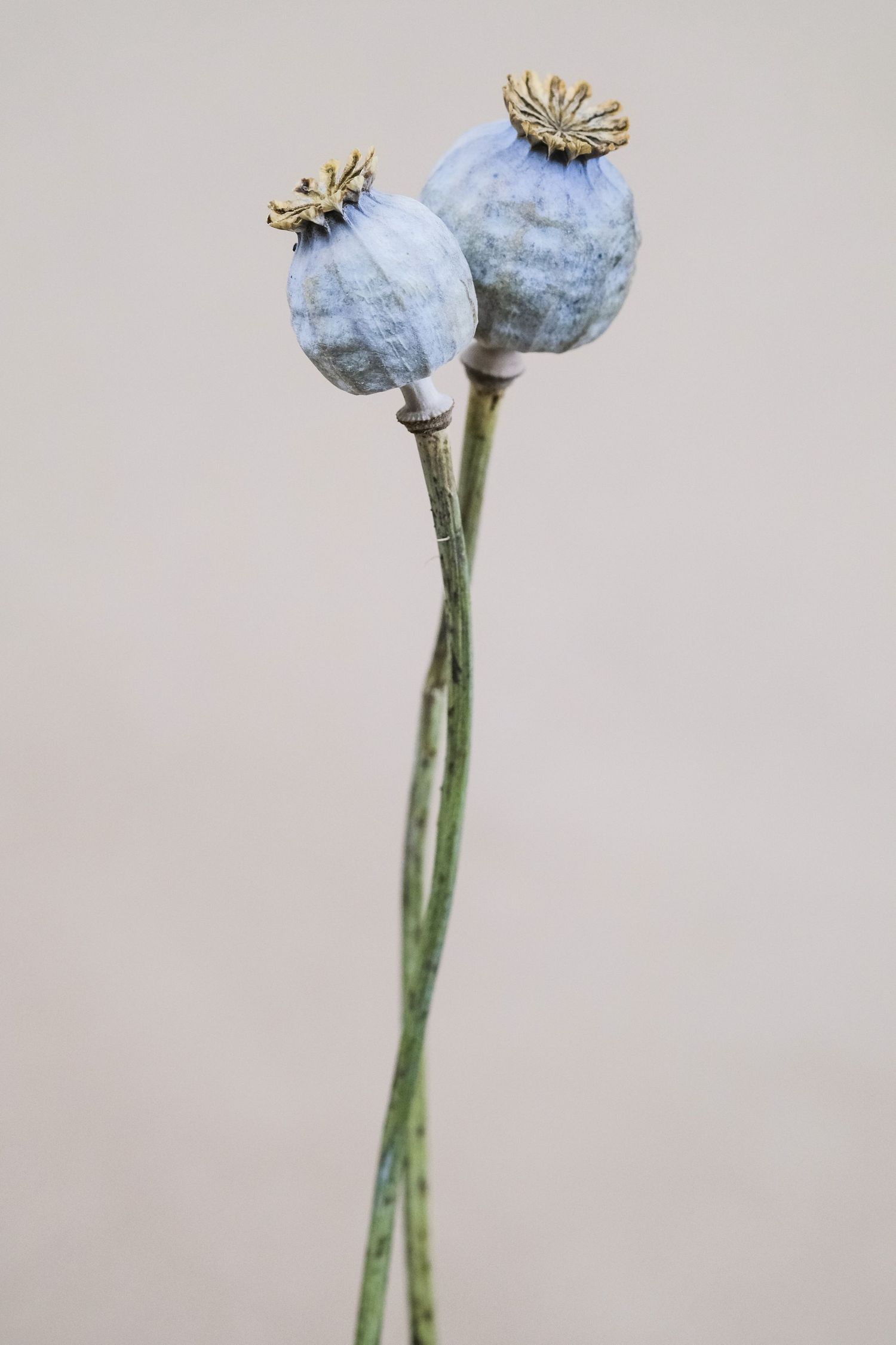 Two dried blue poppy seed pods on green stems against a neutral beige background.