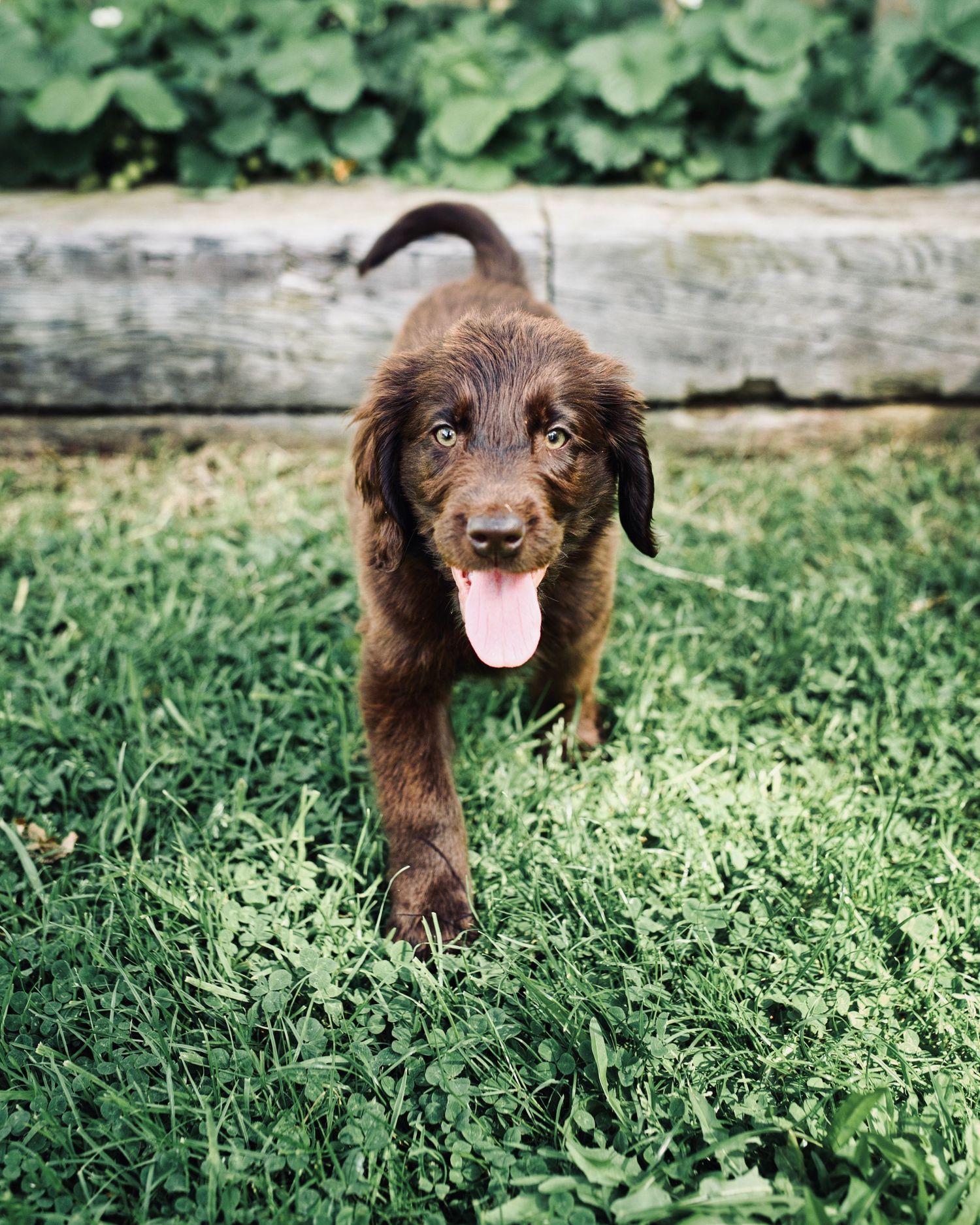 A playful brown puppy with tongue out walks on green grass near a wooden log border.