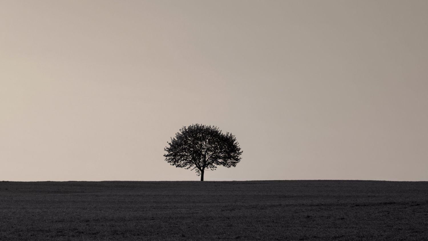 A solitary tree silhouetted against a minimalist horizon in black and white.