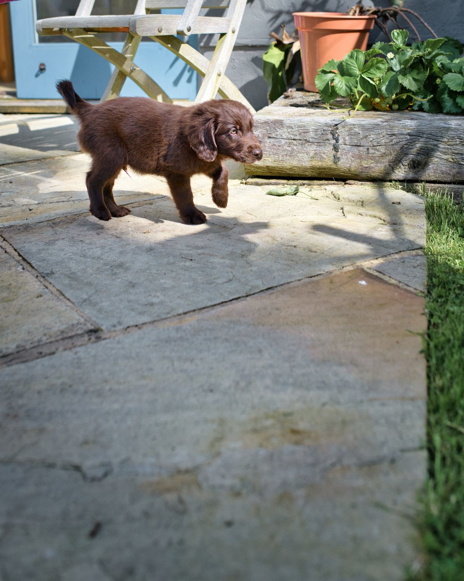 A chocolate brown puppy walks across stone patio pavers in a sunny garden with wooden furniture and plants.
