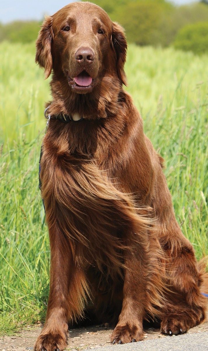 A beautiful mahogany Irish Setter dog sitting upright outdoors with lush green grass in the background.