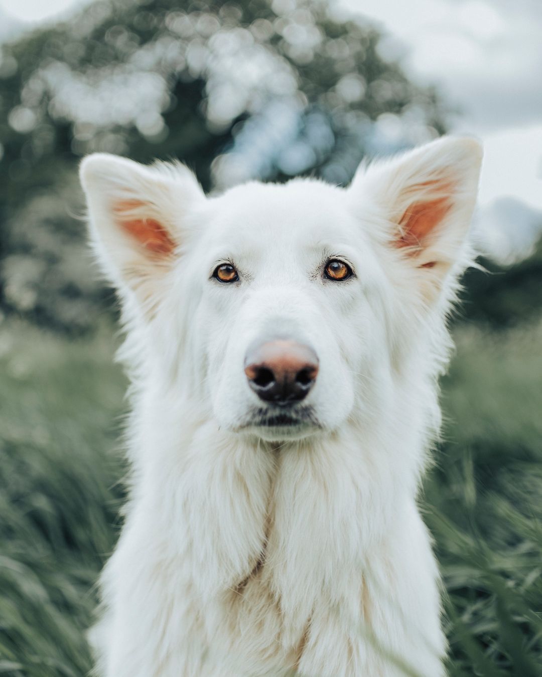 A white Swiss Shepherd dog with alert ears looking directly at camera in natural setting.