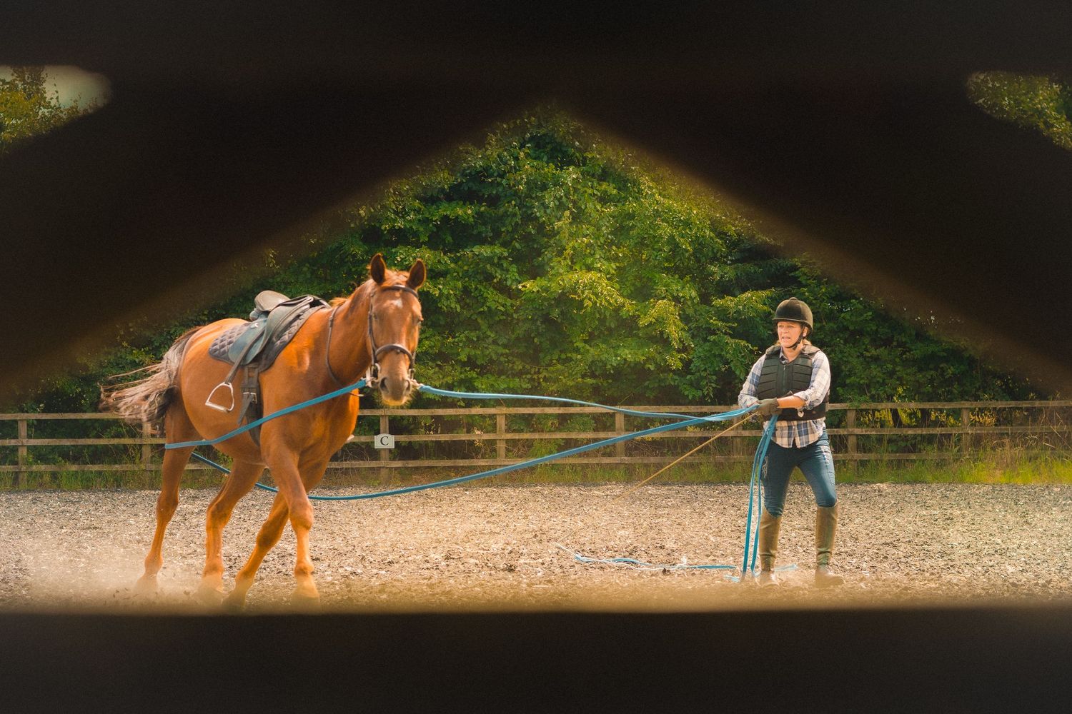 Close-up view of a chestnut horse being lunged in an outdoor arena during training.
