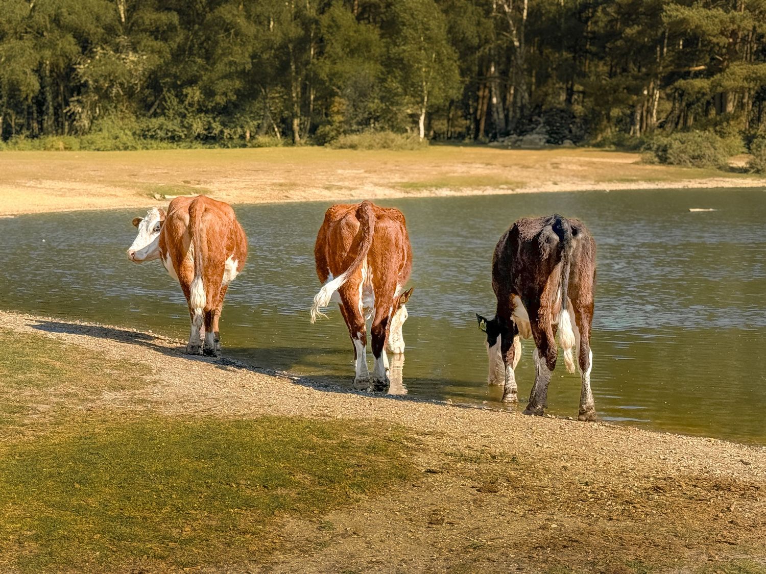 Brown and white horses drinking water from a lake on a sunny day.