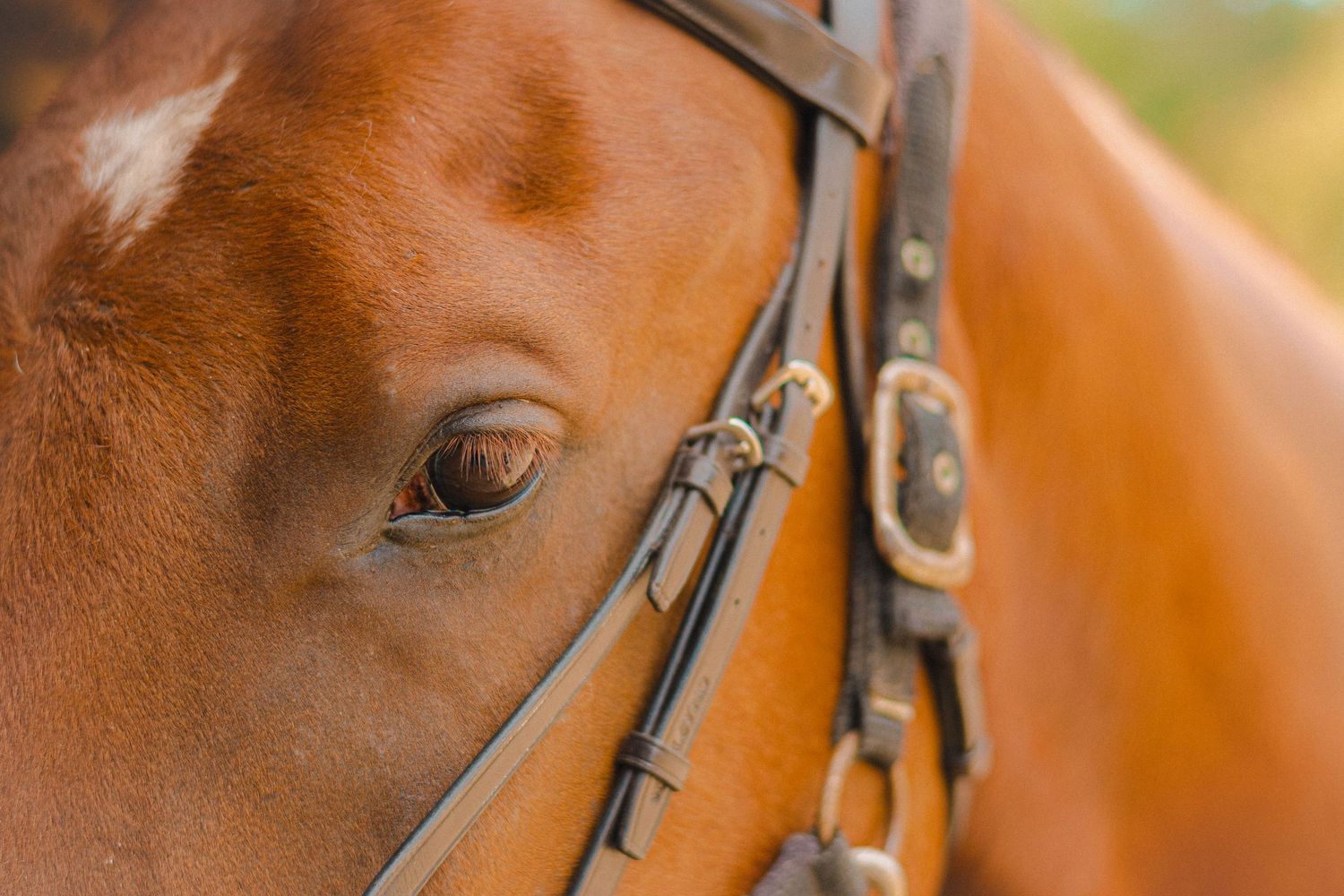 Close-up profile of a chestnut horse wearing bridle and leather tack equipment.