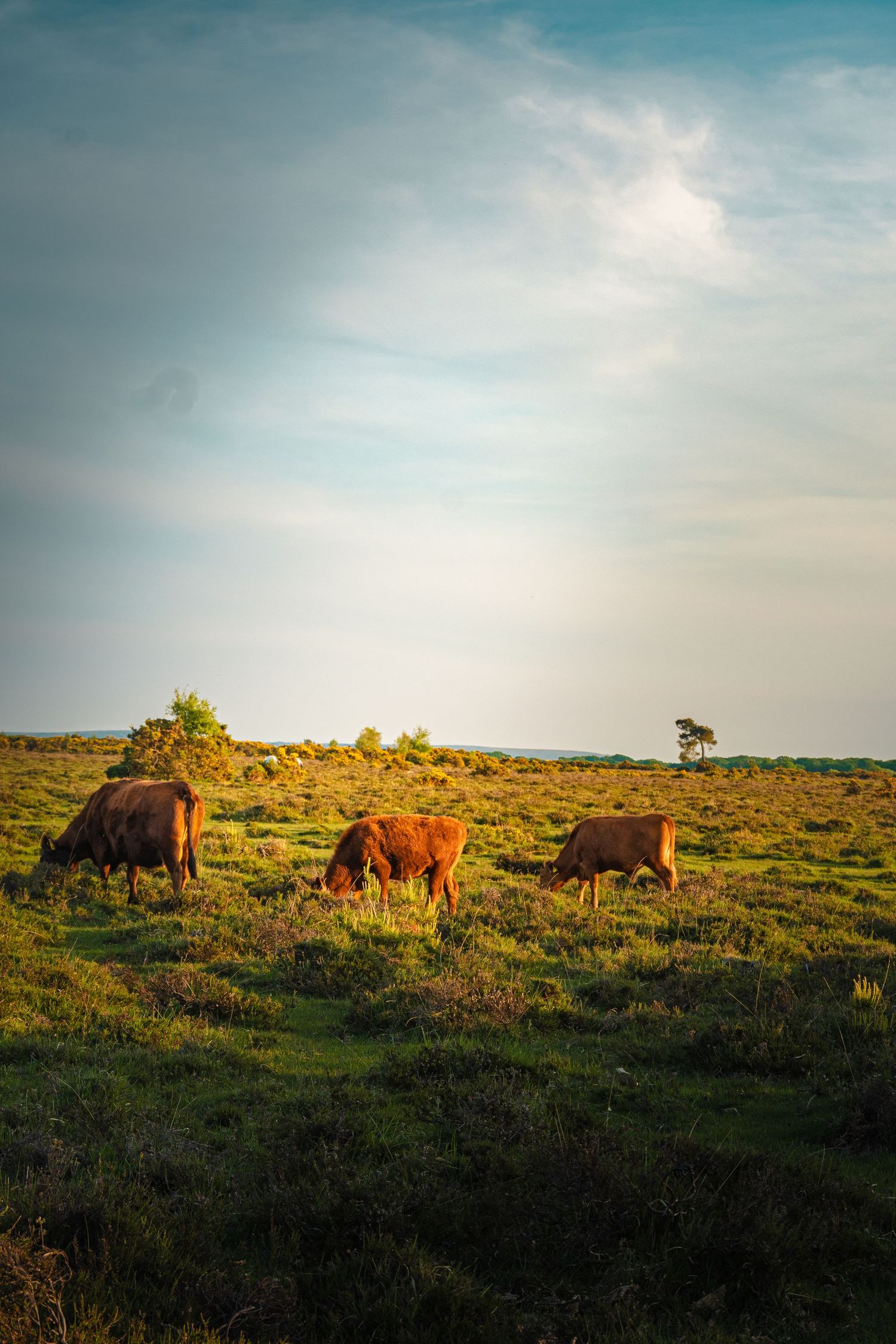Scenic grassland landscape with grazing cattle silhouetted against golden sunset sky.