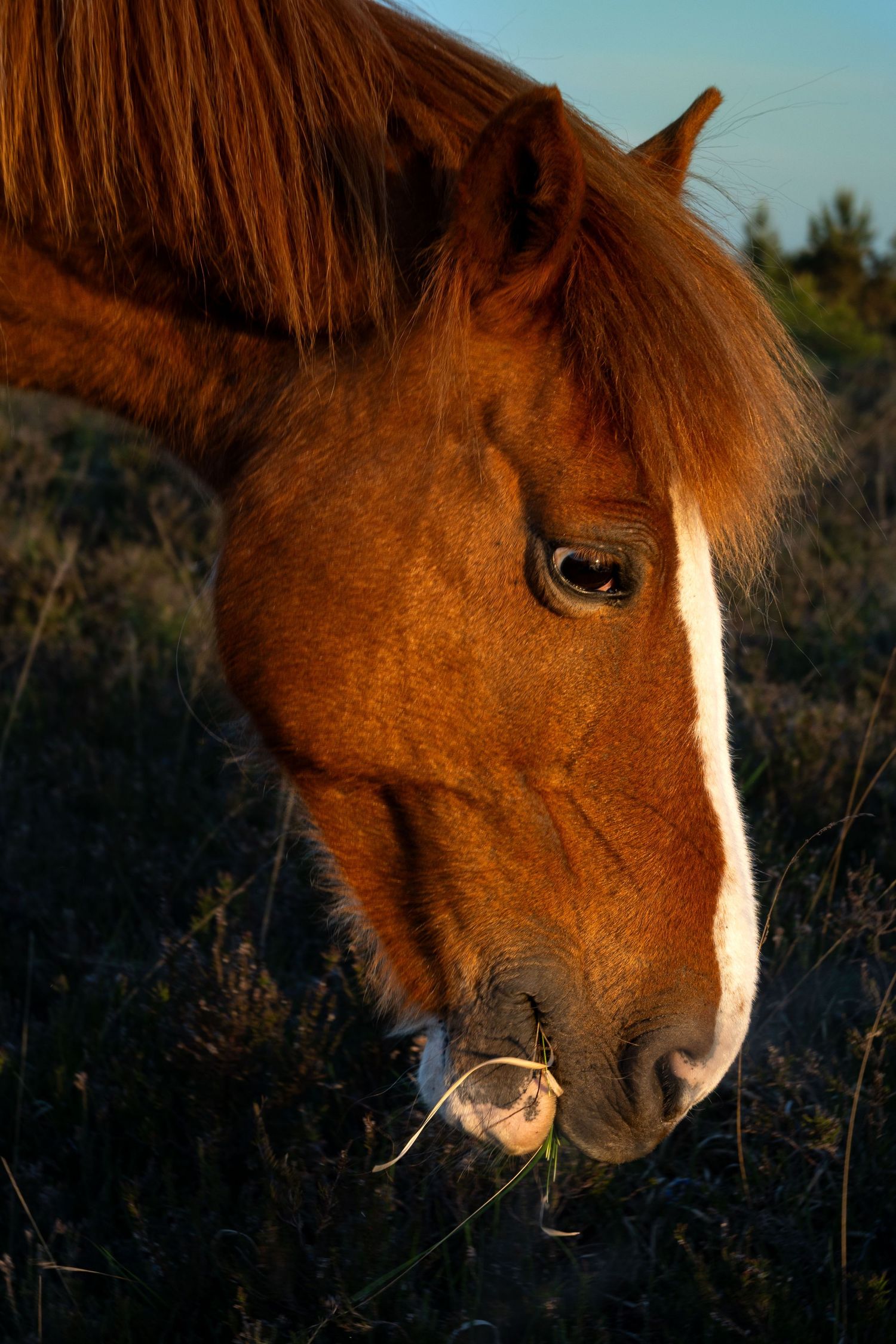 Close-up sequence of a chestnut horse's face showing detailed features in natural lighting.