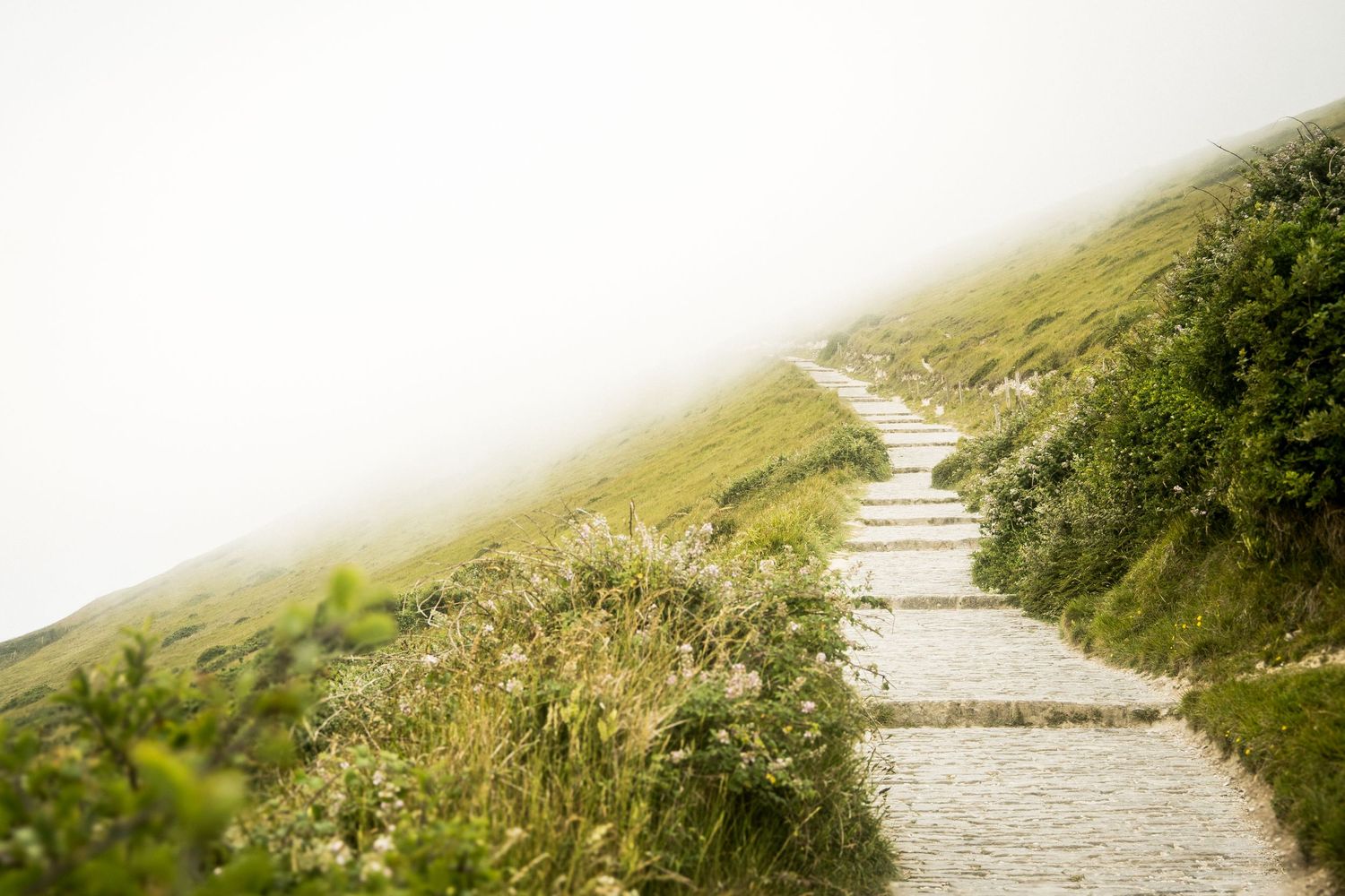 Stone steps winding down a green coastal hillside path.