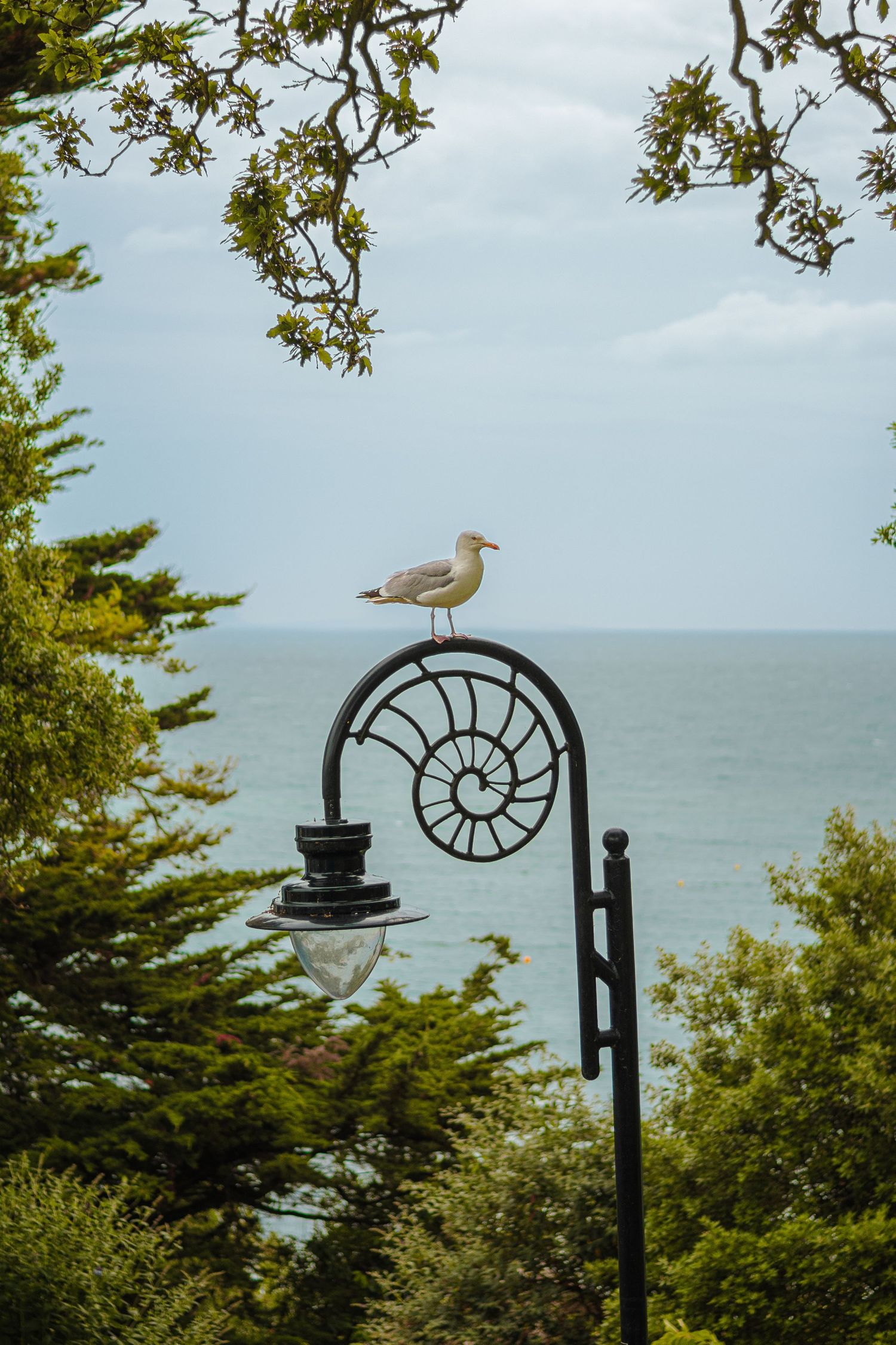 A seagull perches on a black decorative nautilus spiral railing overlooking a coastal view with evergreen trees.