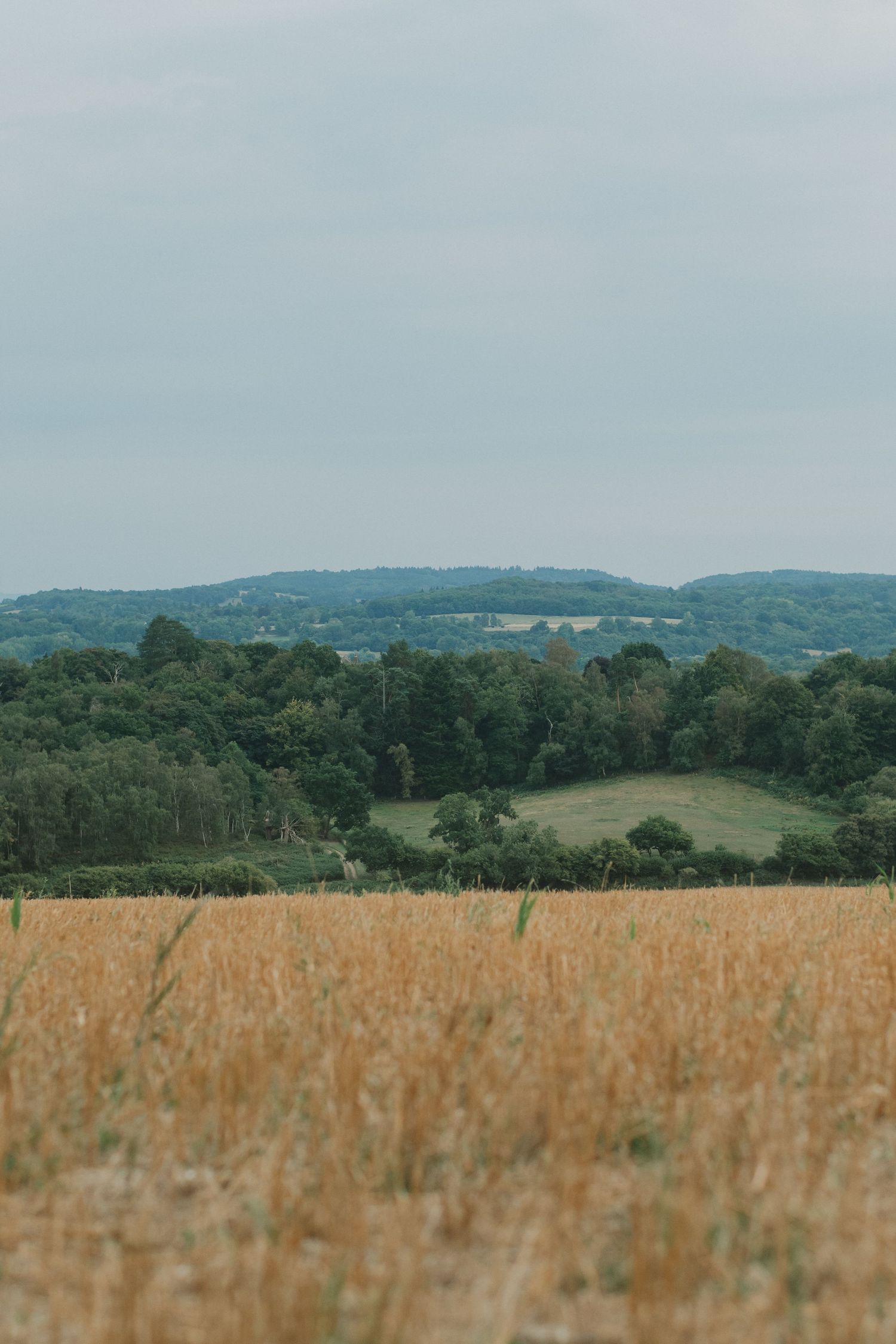 Rolling countryside landscape with golden wheat field and distant tree-covered hills.