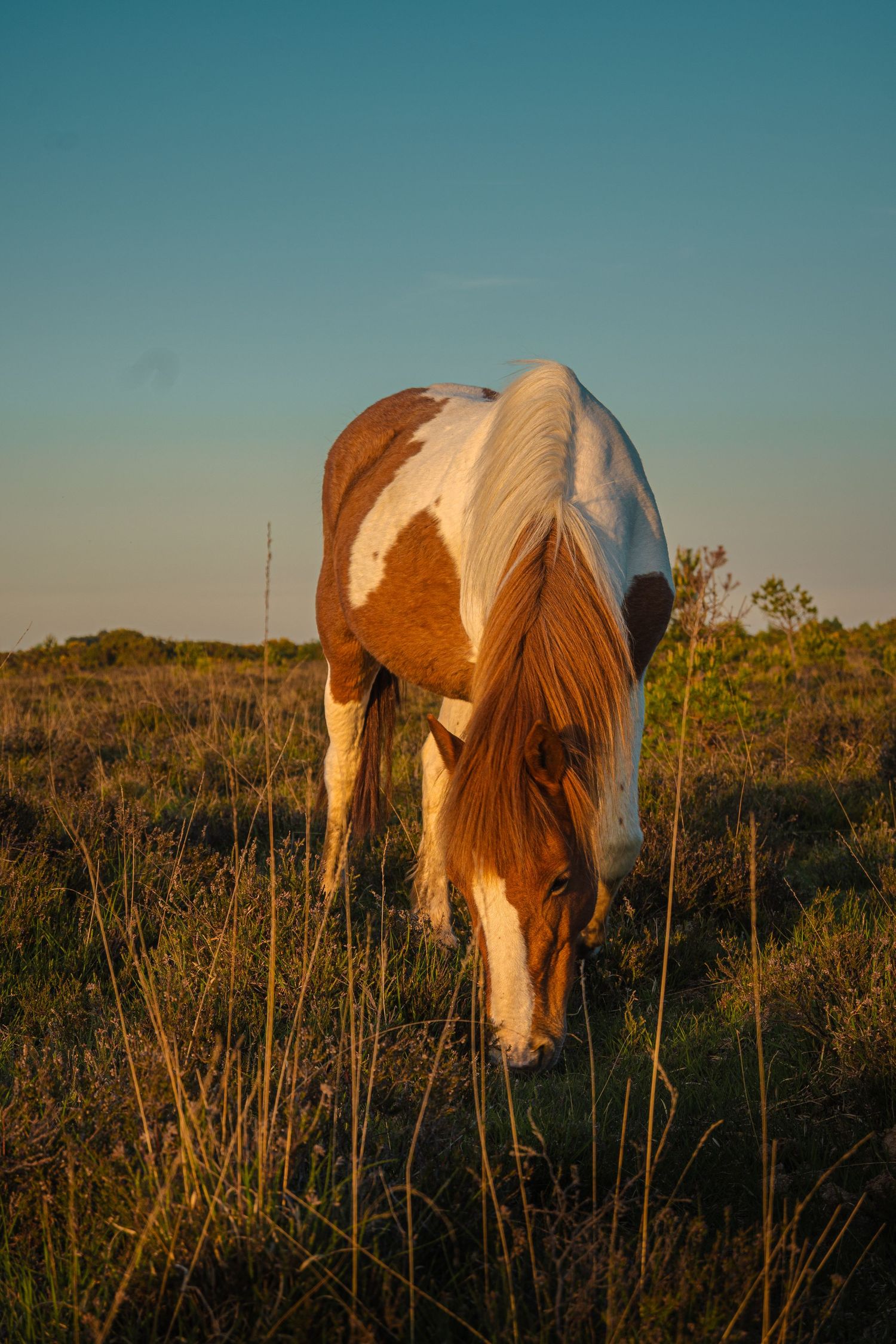 Paint horses grazing in tall grass during golden hour lighting.