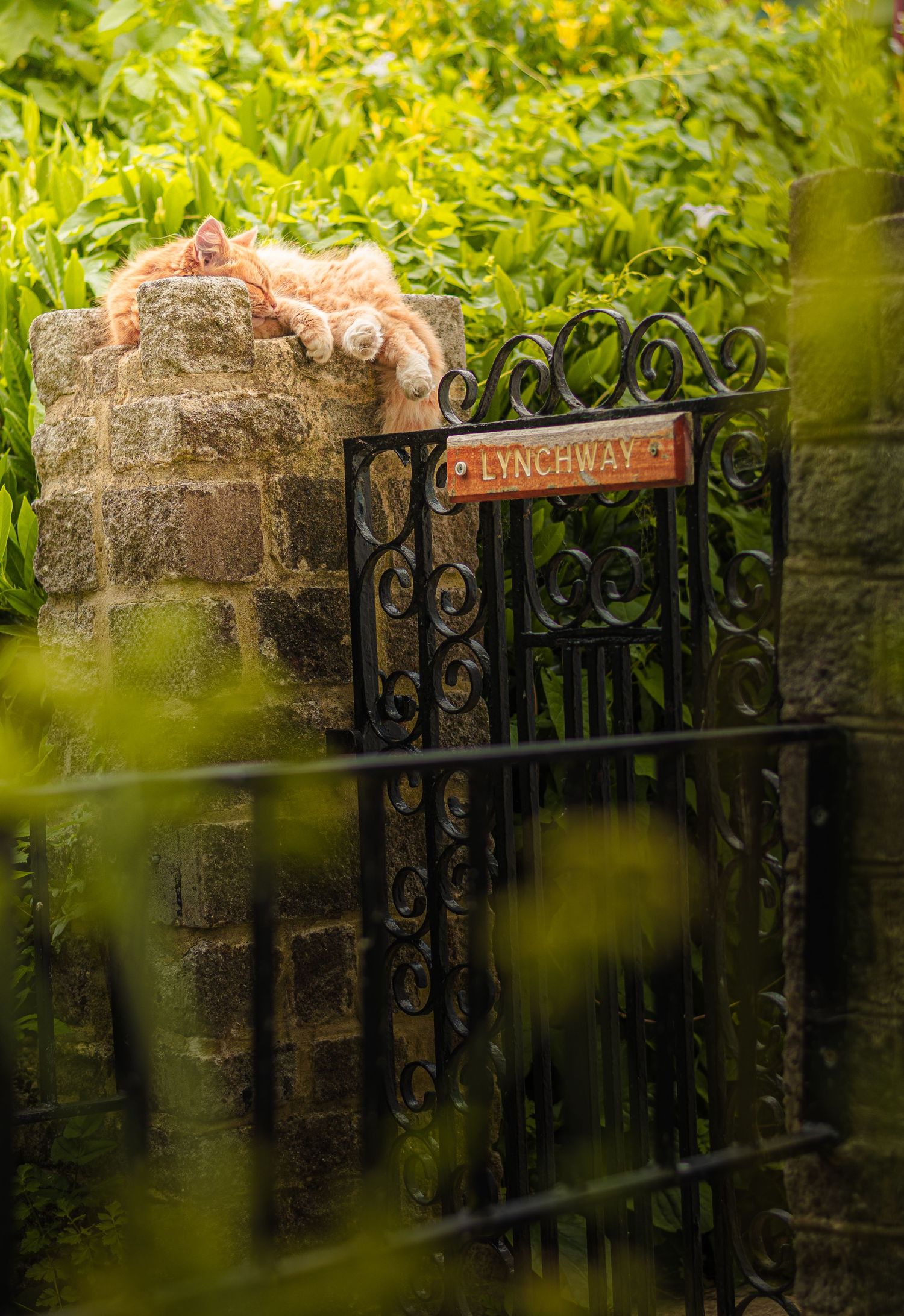 Ornate black iron gate with 'Driveway' sign surrounded by lush green foliage.
