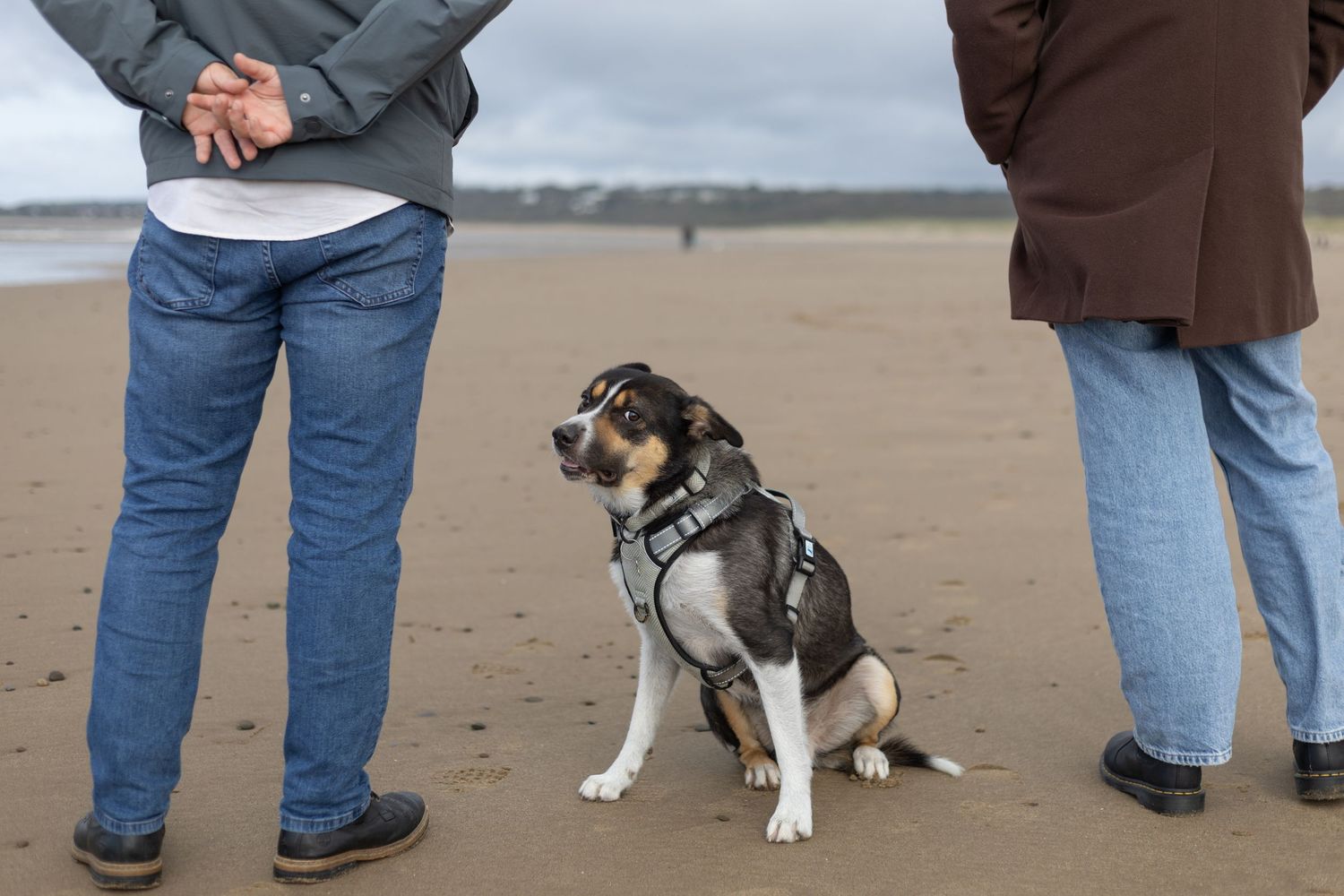 A spotted dog sits attentively on the sandy beach near its owners.