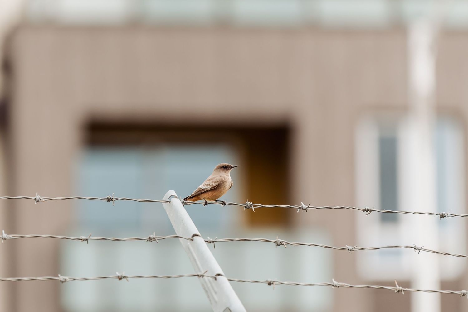 Small brown songbird perched on barbed wire fence against blurred background.