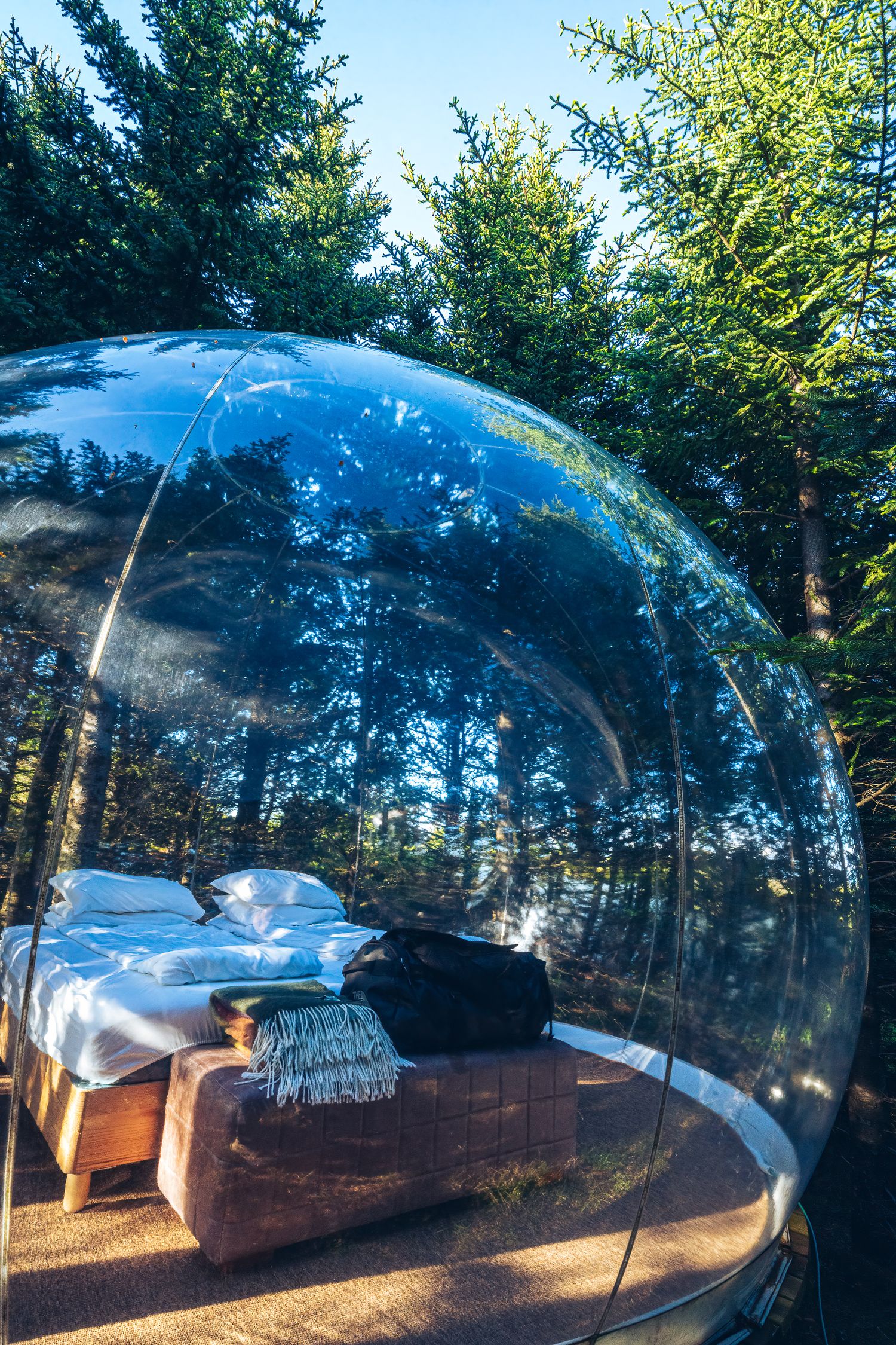 A transparent bubble tent with a cozy bed inside, surrounded by tall green trees under a clear blue sky.