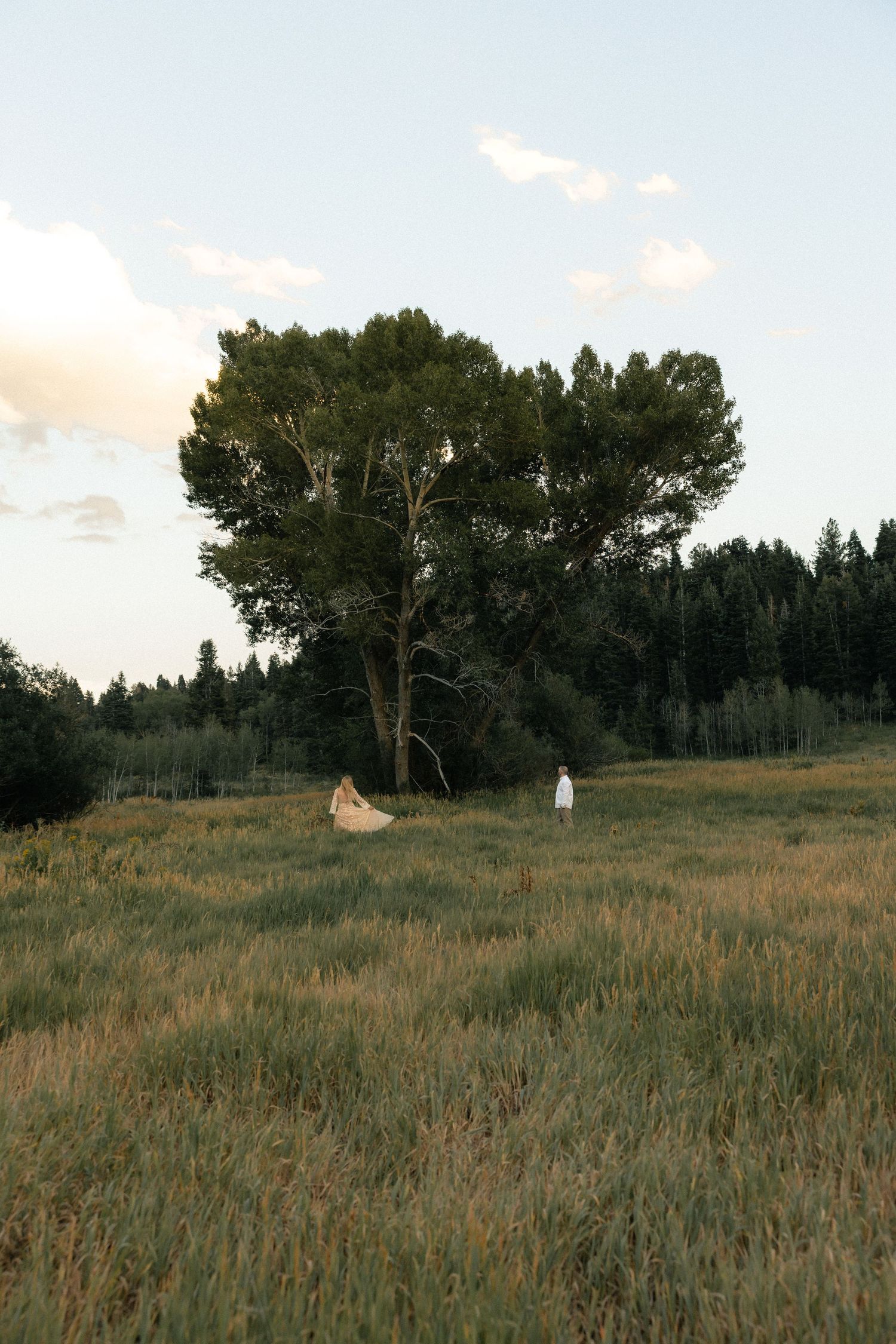 A bride and groom stand beneath a large tree in a vast green meadow at dusk, surrounded by a lush forest backdrop.