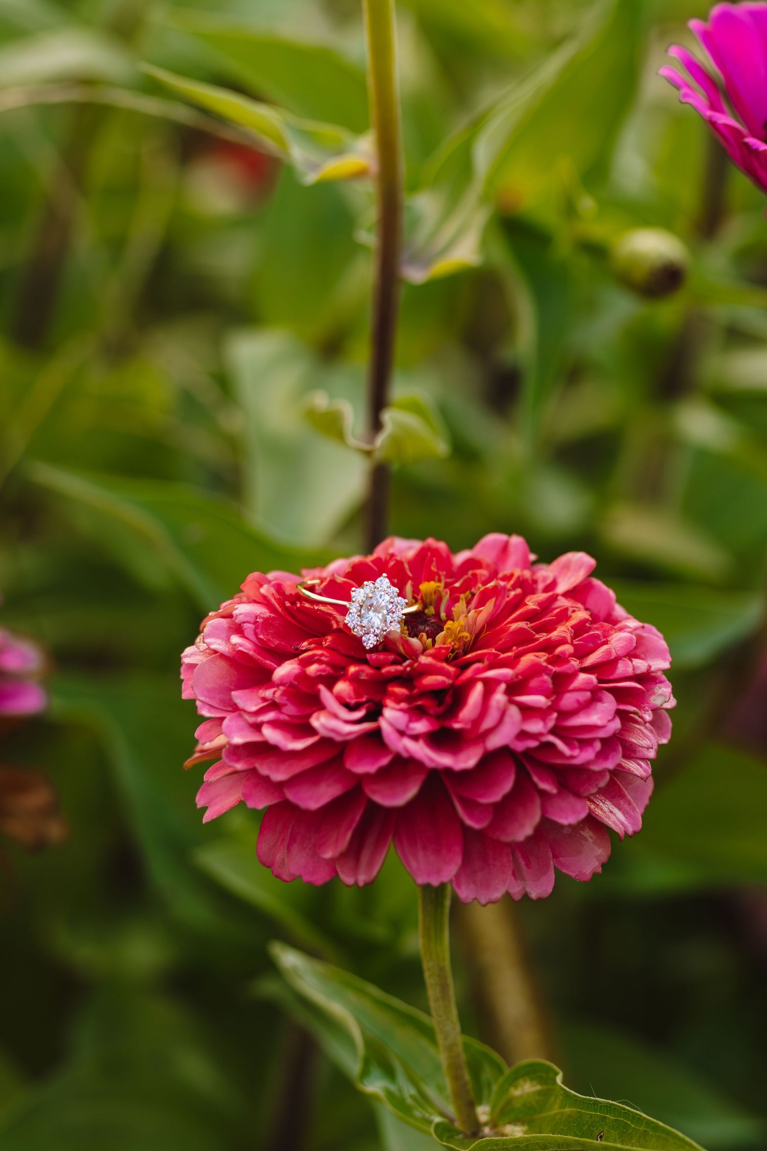 Diamond ring nestled in the center of a deep pink zinnia flower.