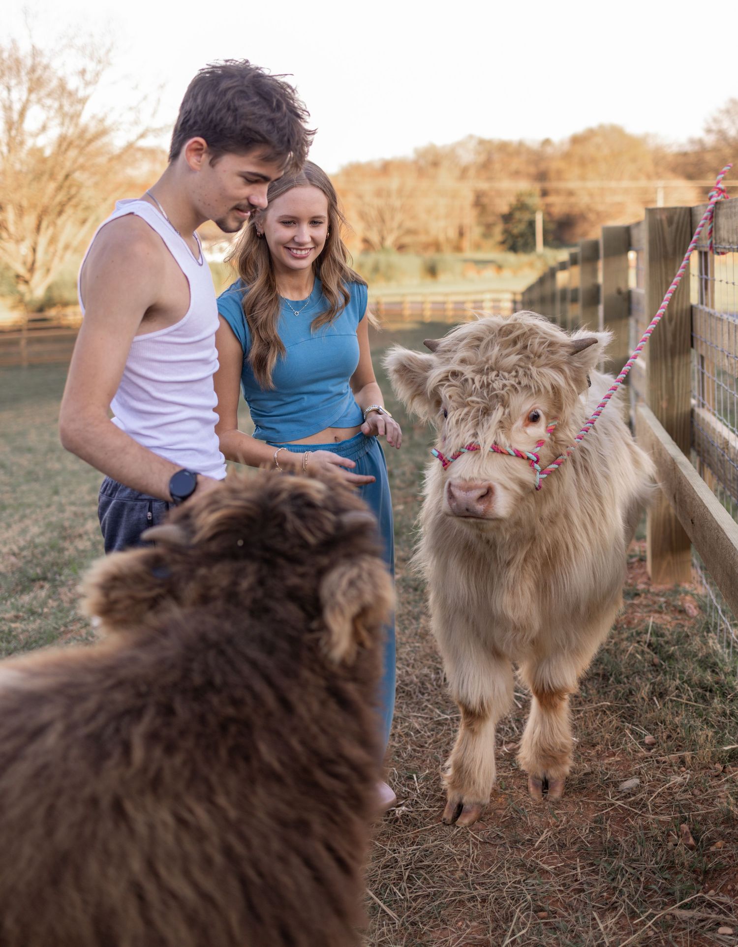 People interact with friendly goats along a wooden fence at sunset.